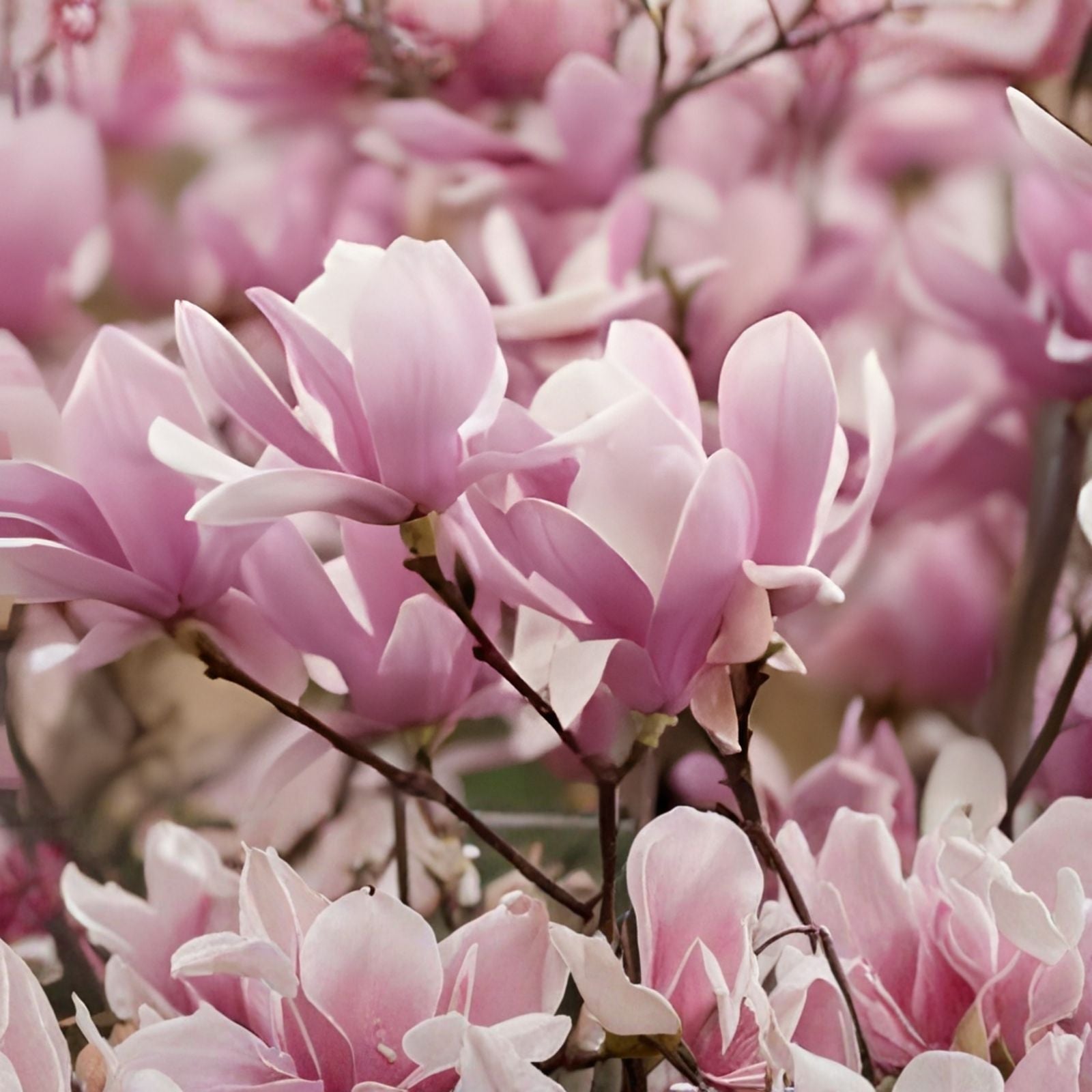 3" Saucer Magnolia Seedling - Flowering Bush Tree - Magnolia x soulangeana - Ornamental Garden Plant