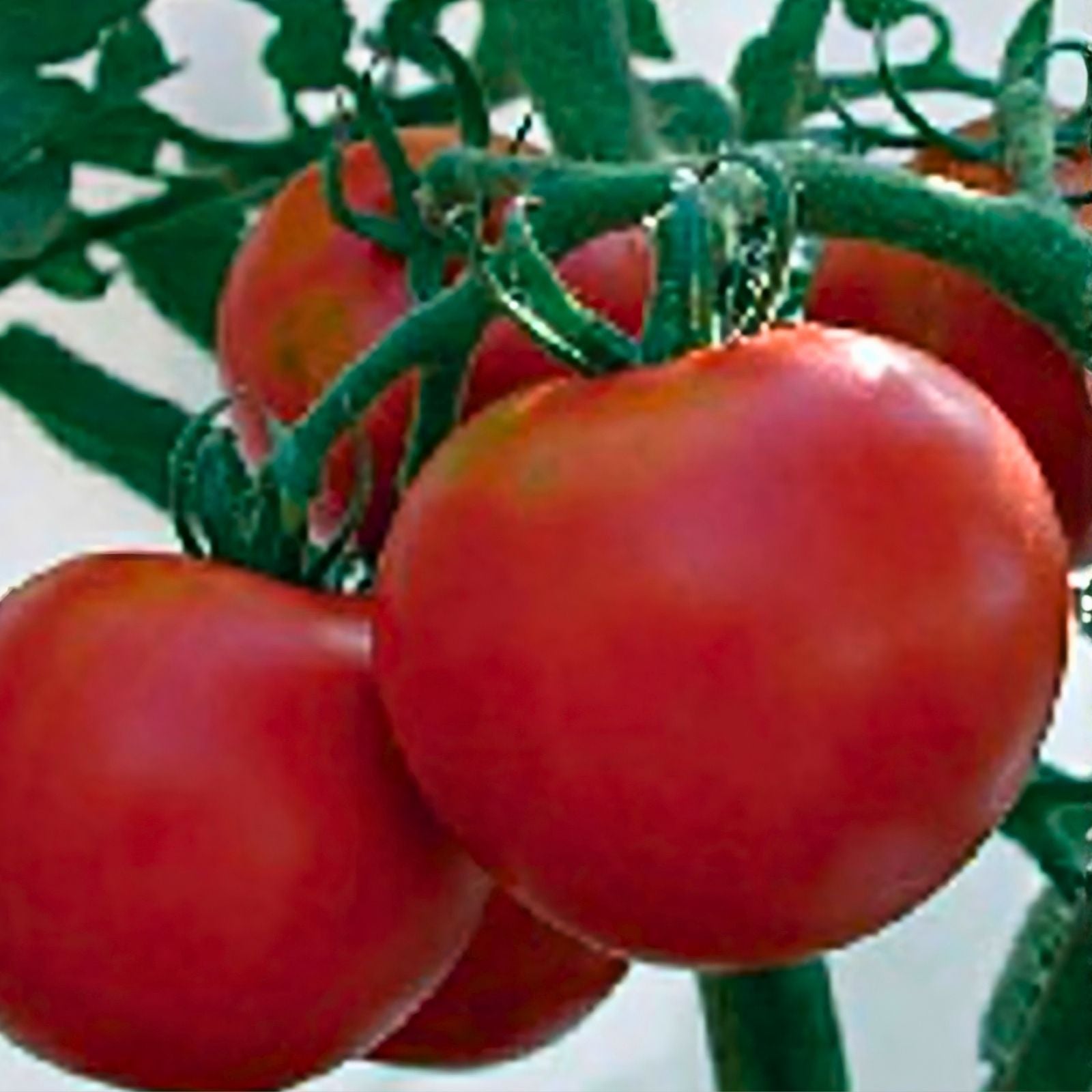 Heirloom Tomato Seeds 500 Count Rutgers Variety Non-GMO Large Tomato Seeds Solanum lycopersicum