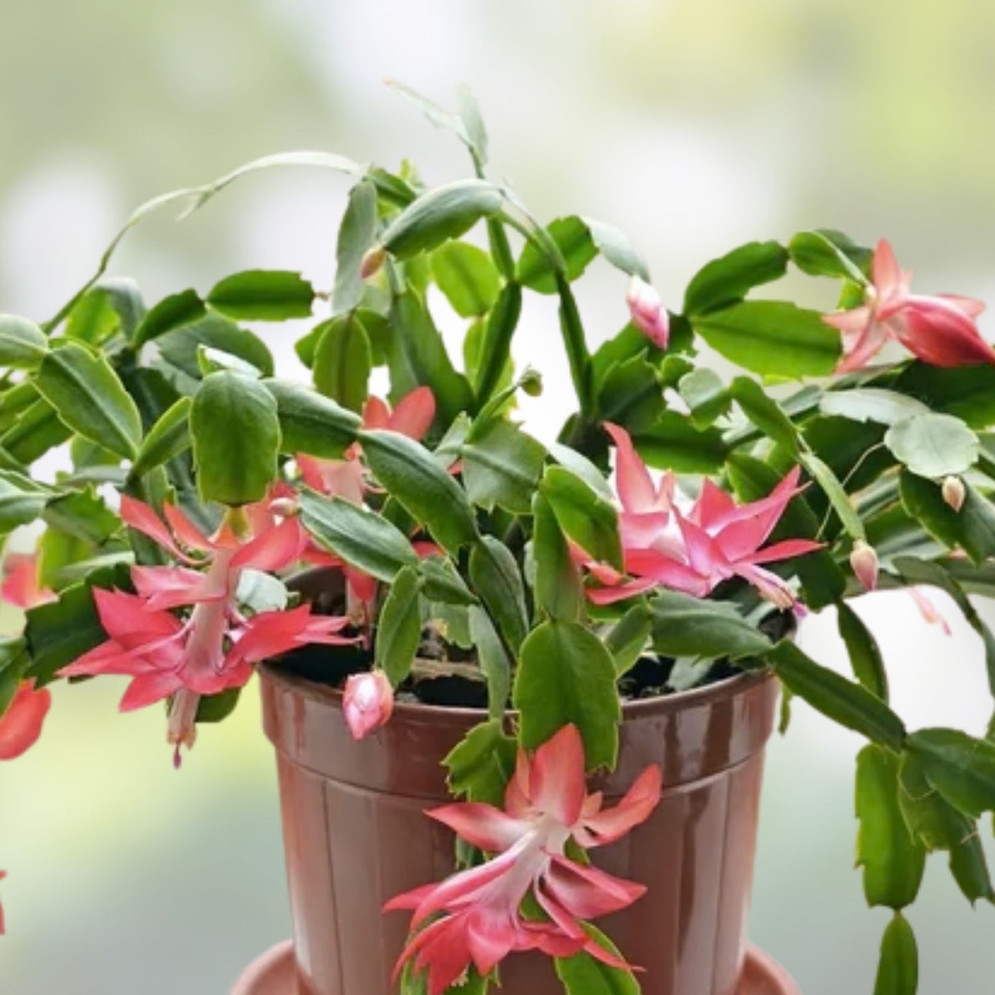 Giant Christmas Thanksgiving Cactus Cuttings Red S. truncata Indoor Plant for Home Decor Garden
