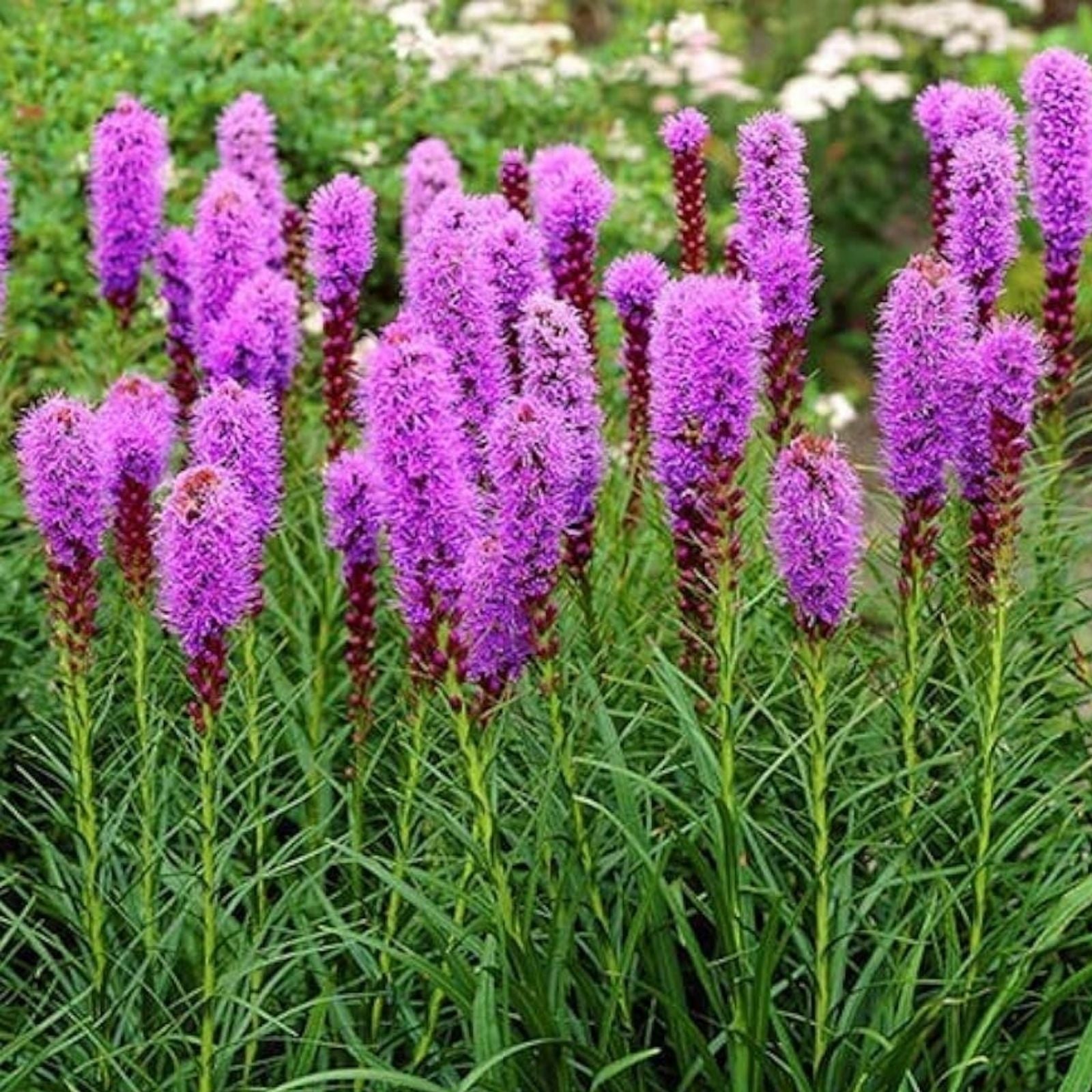 Liatris Bulbs 10-Pack Purple Blazing Star Corms Perennial Drought-Tolerant Butterfly Attracting Liatris spicata