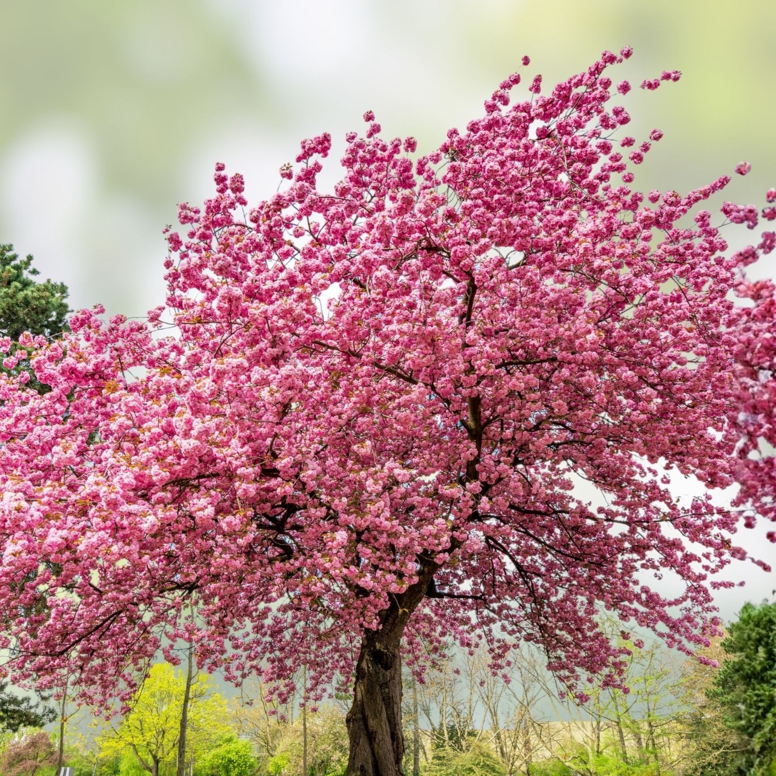 Rare Cherry Blossom Seeds - 50+ Dwarf Pink Sakura Weeping Cherry (Prunus serrulata) for Planting, Flowering Tree, Ornamental Garden Plant