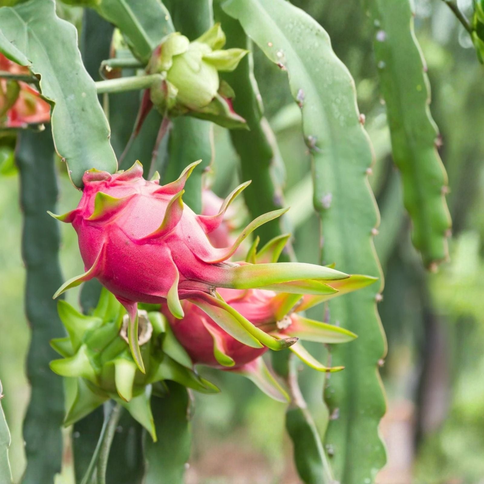 Dragon Fruit Cuttings 8-14 Inches Pitaya Variety Hylocereus spp. 9 Healthy Plants for Home Gardening