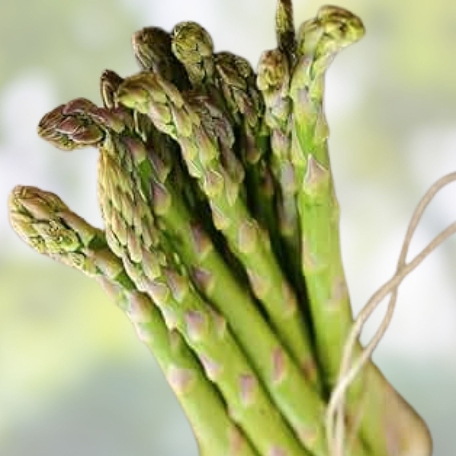 Jersey Giant Live Asparagus Bare Root Plants 2-Year Crowns - Asparagus officinalis, Edible Vegetable, Organic Gardening