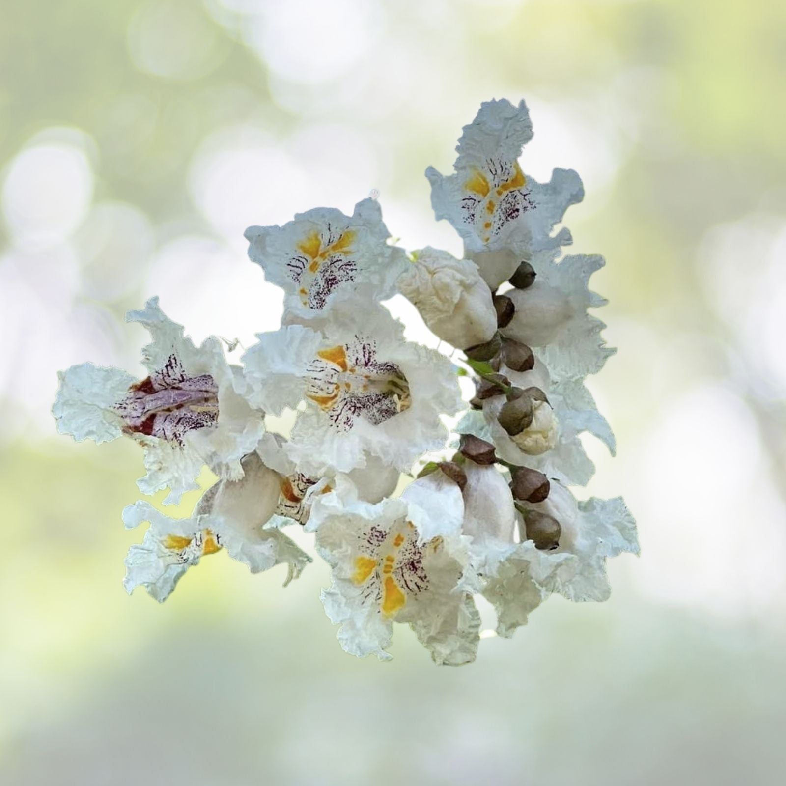 Southern Catalpa Tree Seeds - 10 Indian Bean Cigar Flowering Seeds - Catalpa bignonioides