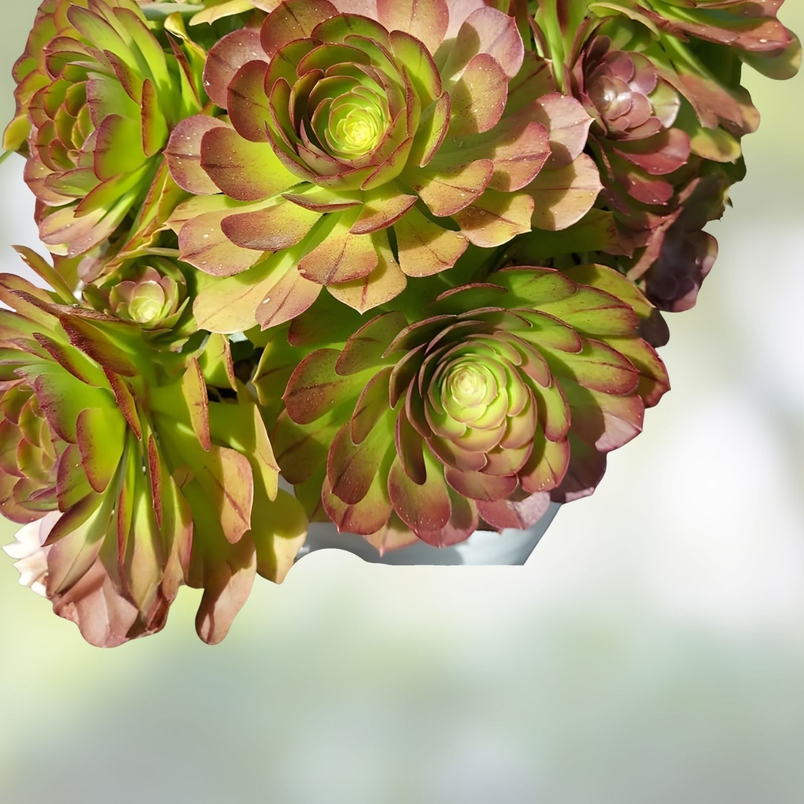 Aeonium Halloween Cuttings - Olive Green with Mahogany Variegation - Madeira Rose - Aeonium arboreum Succulent Plant