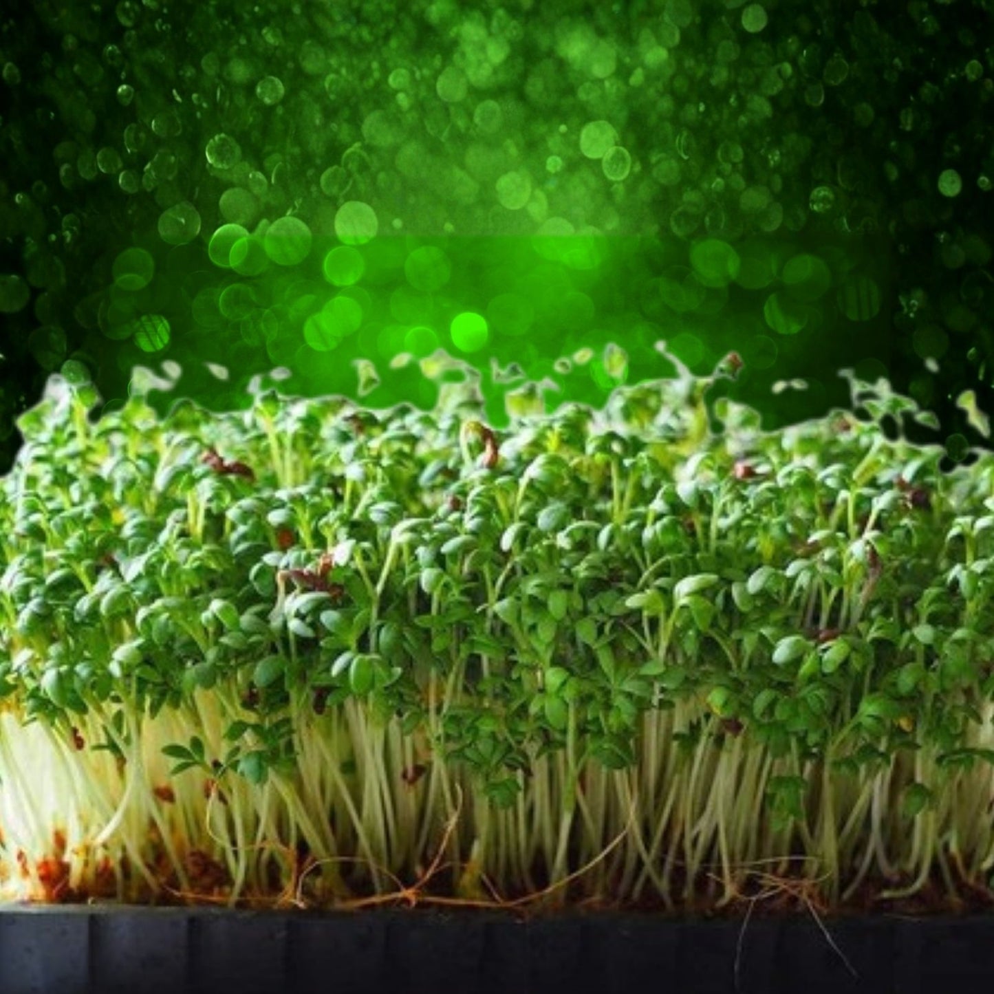 Curled Cress Seeds 25+ Heirloom Microgreens Edible Sprouts Broadleaf Variety Kitchen Garden