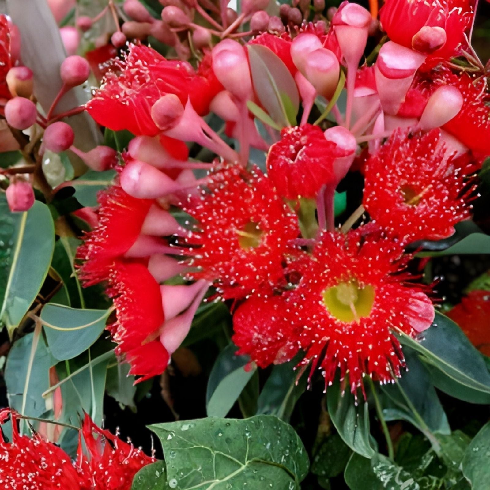 Fuchsia Gum Tree Seeds 10 Pack - Eucalyptus forrestiana Native Australian Tree Seeds for Planting