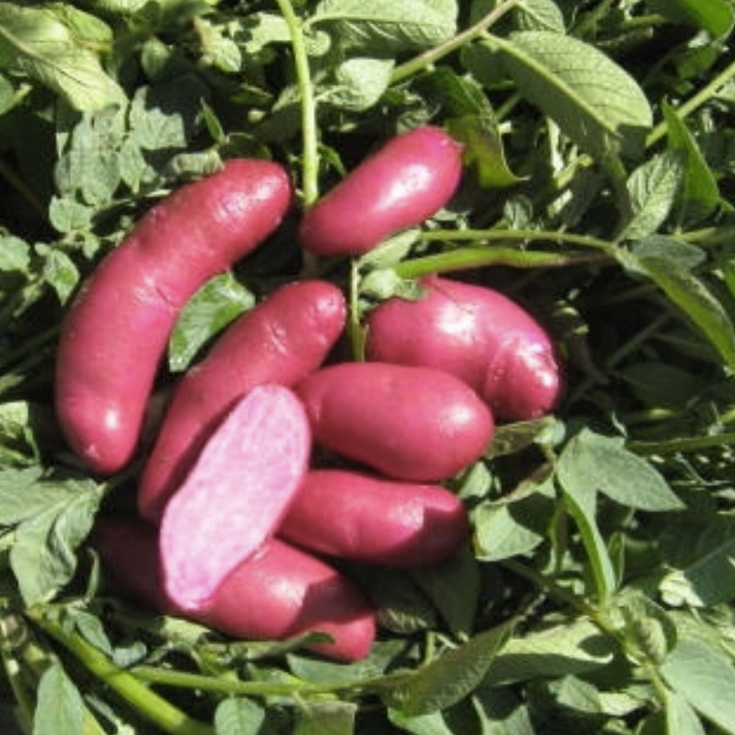 French Fingerling Seed Potatoes 1 lb Heirloom Variety Solanum tuberosum for Planting