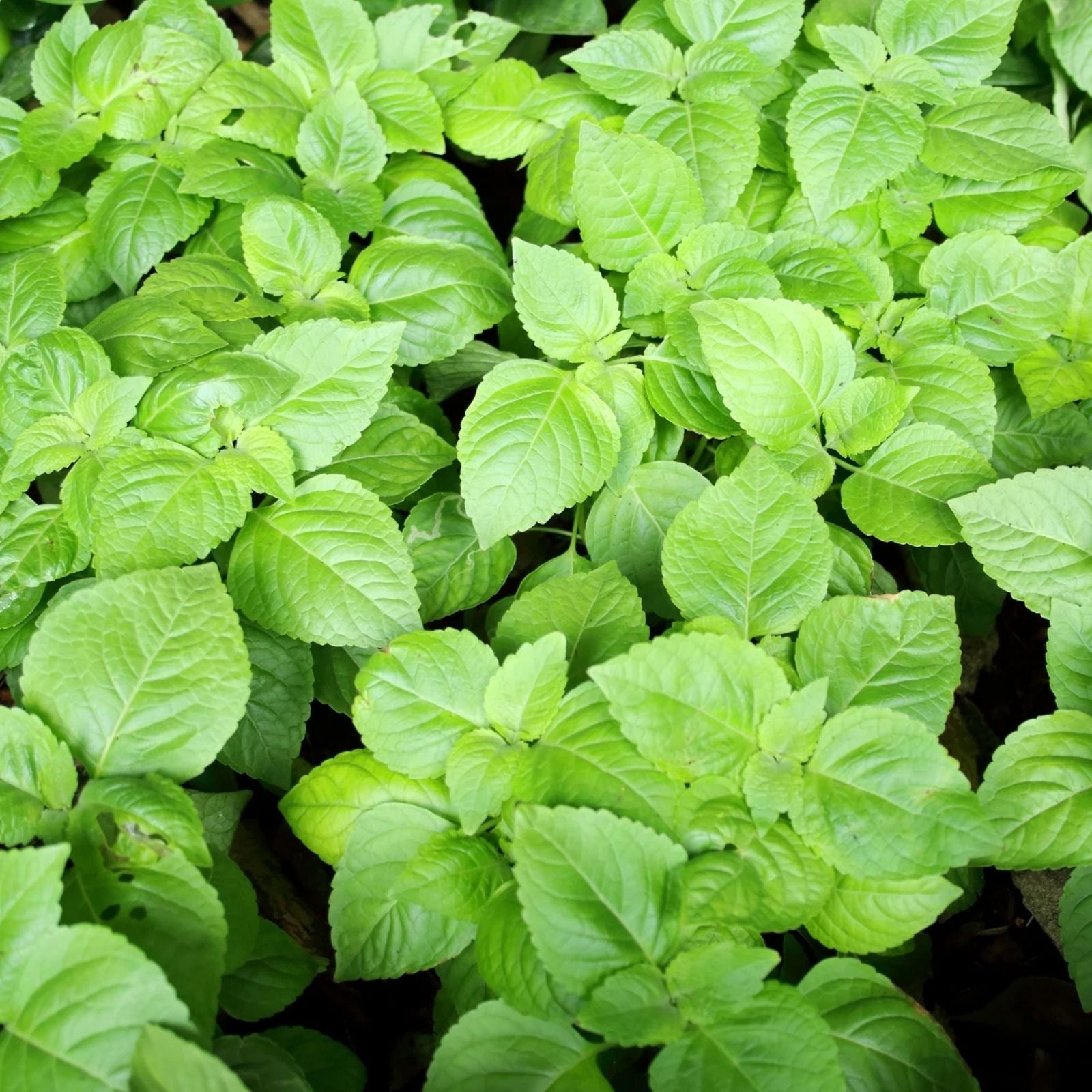 Organic Basil Seeds 500 Count Super Sweet Chen Ocimum basilicum Non-GMO Herb Garden Planting