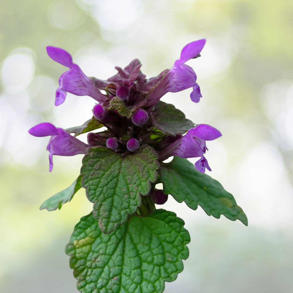 Live Purple Dead Nettle Plant 2+1 Free   Lamium purpureum Archangel   Organic Medicinal Herb