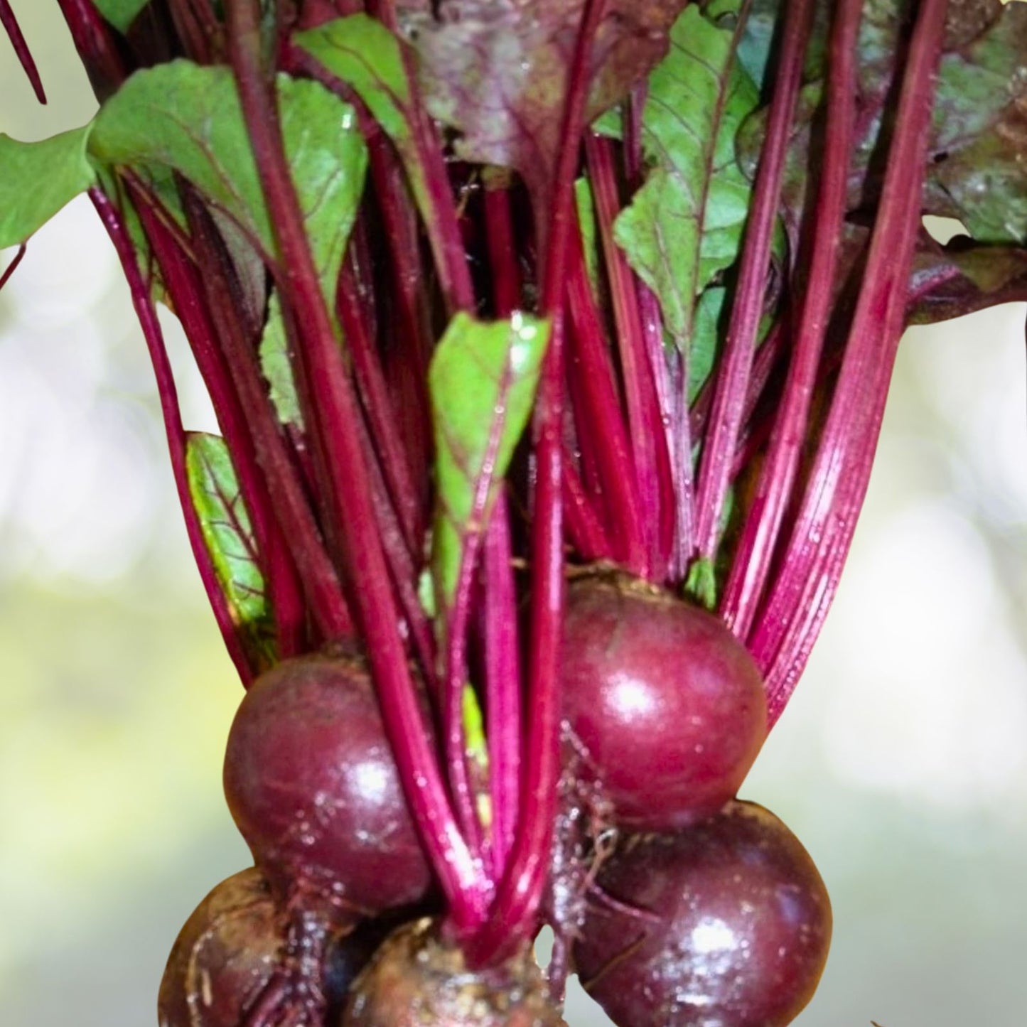 Heirloom Beet Seeds Early Wonder Non-GMO 25+ Beta vulgaris Vegetable Seeds for Gardening