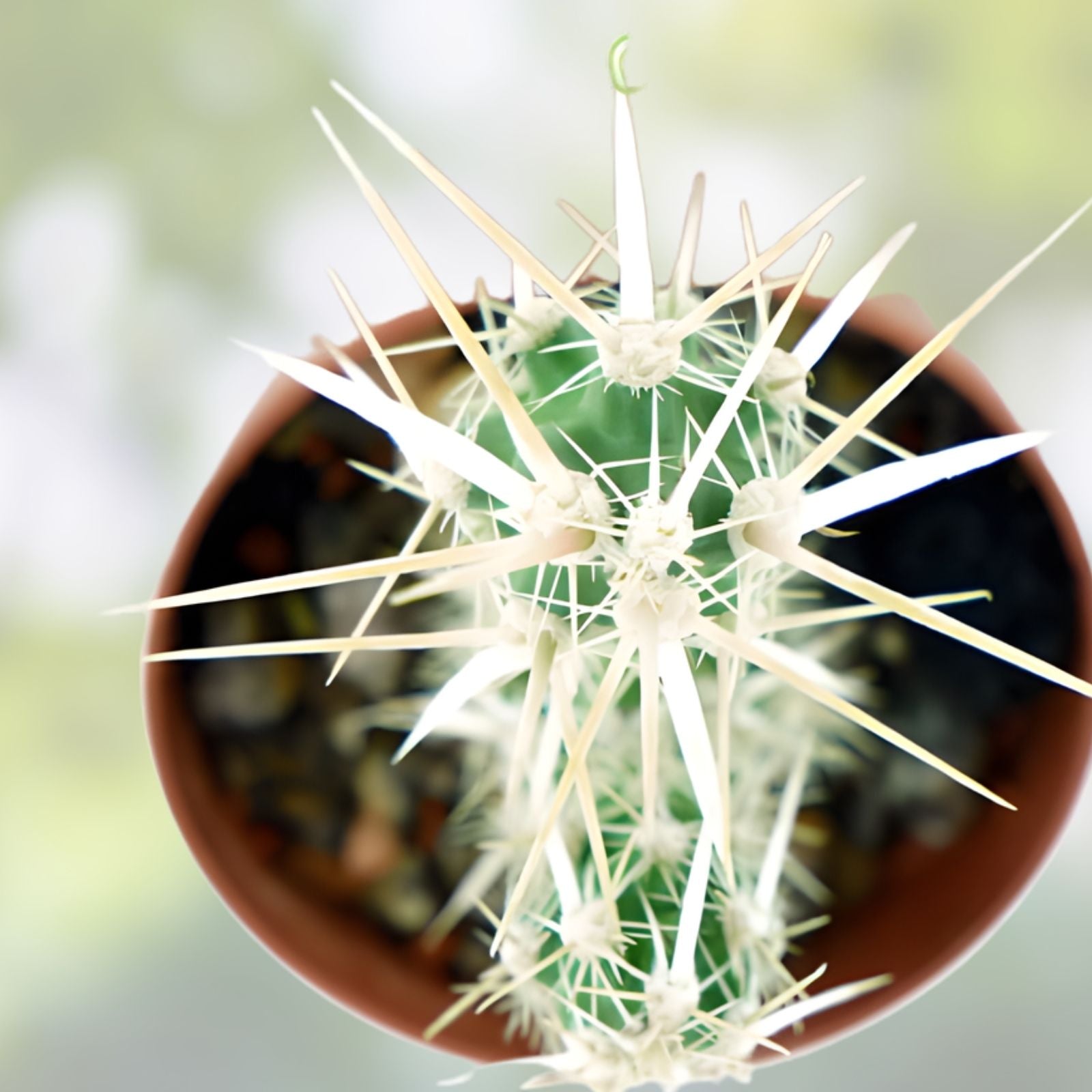 Grusonia Clavata Club Cholla Cactus Cutting - Live Plant Segment - Drought-Tolerant Desert Succulent