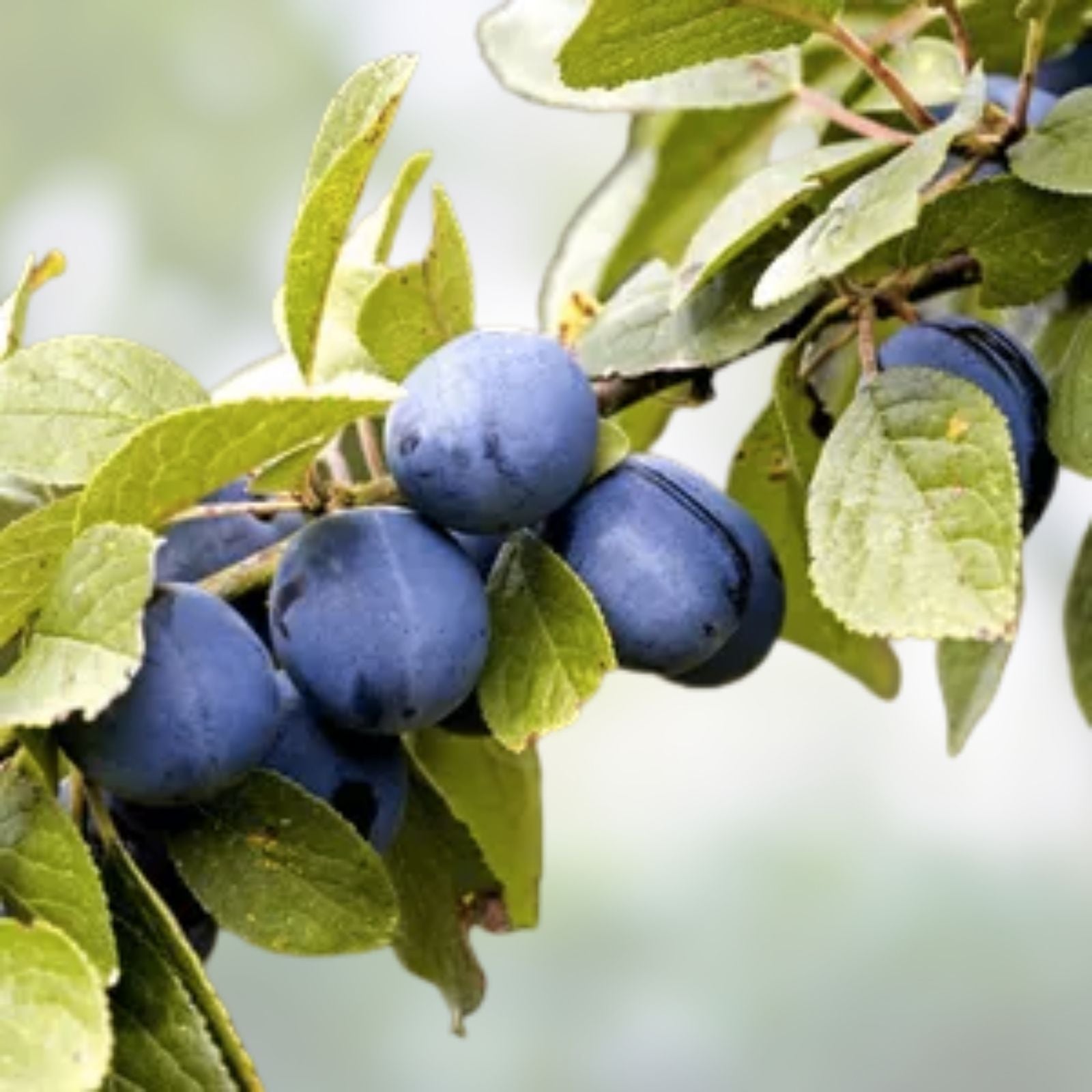 European Plum Cuttings - Edible Landscaping, Large Fruits, Prunus domestica, Fruit Tree Propagation, Garden Planting