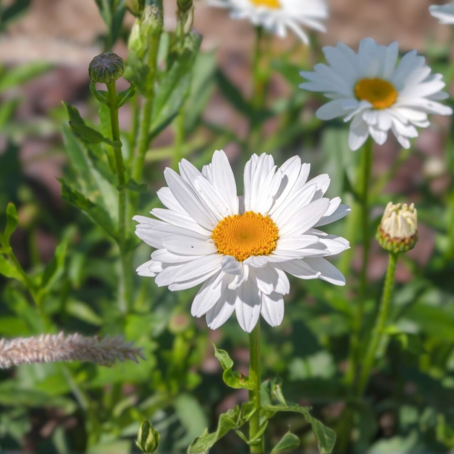 Shasta Daisy Seeds 25+ Bright White and Yellow Flowers Leucanthemum x superbum Garden Flower Seeds
