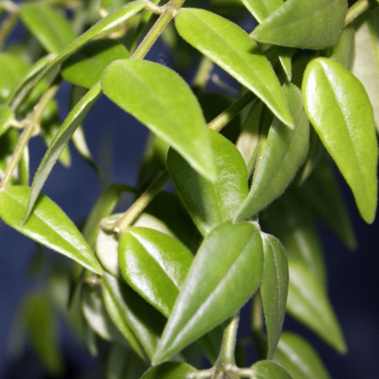 Hoya Bella Cutting - One Stem Live Houseplant - California Grown Hoya bella Plant for Indoor Decor