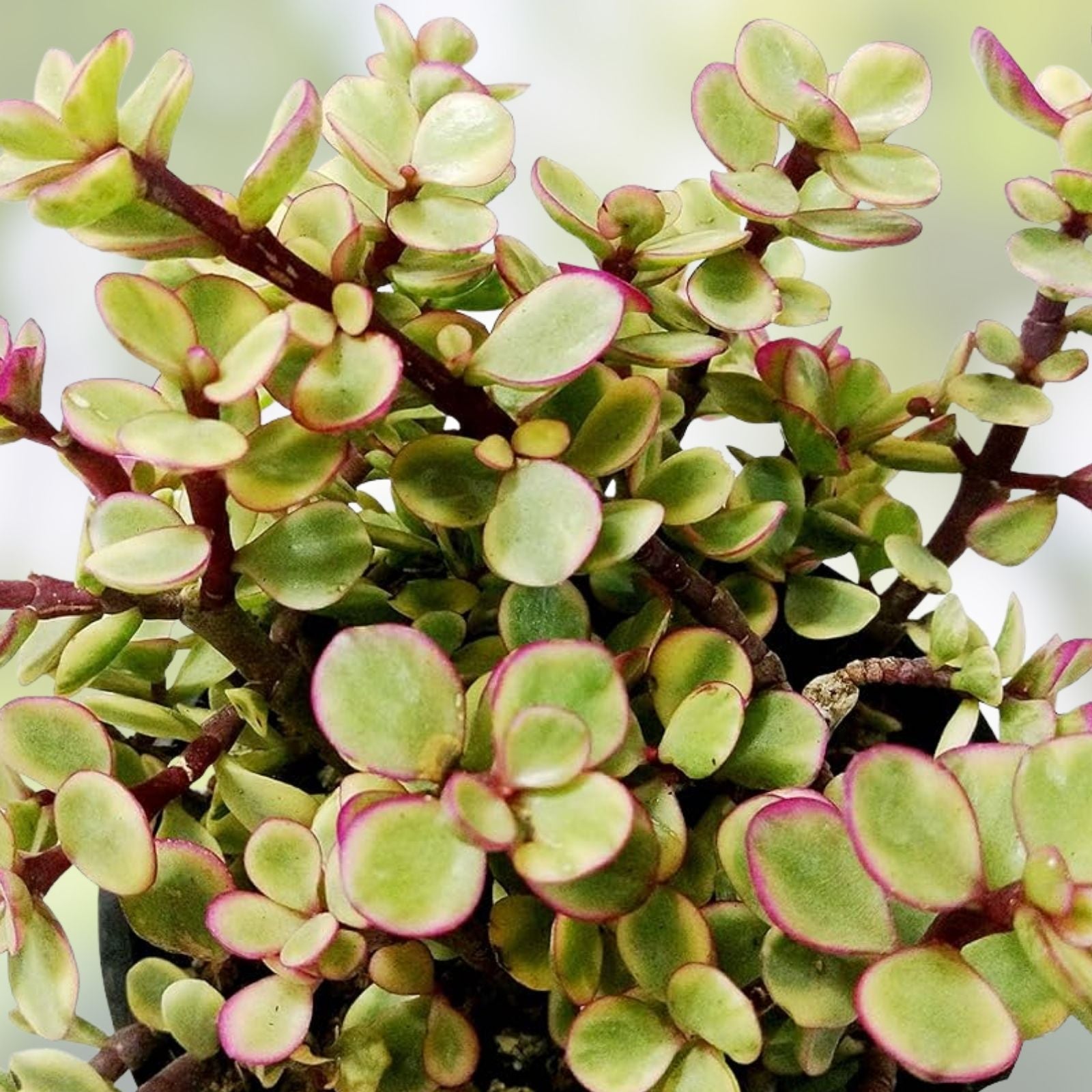 Rainbow Variegated Elephant Bush Dwarf Jade Plant Cuttings – 2 Unrooted 4-Inch Portulacaria afra Variegata