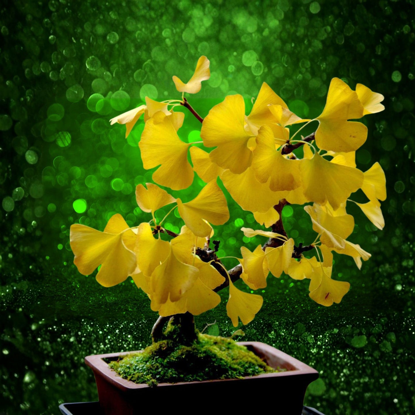 Ginkgo Biloba Live Bare Root Plant - 24" Maidenhair Tree - Herbal Use & Bonsai - Ginkgoaceae