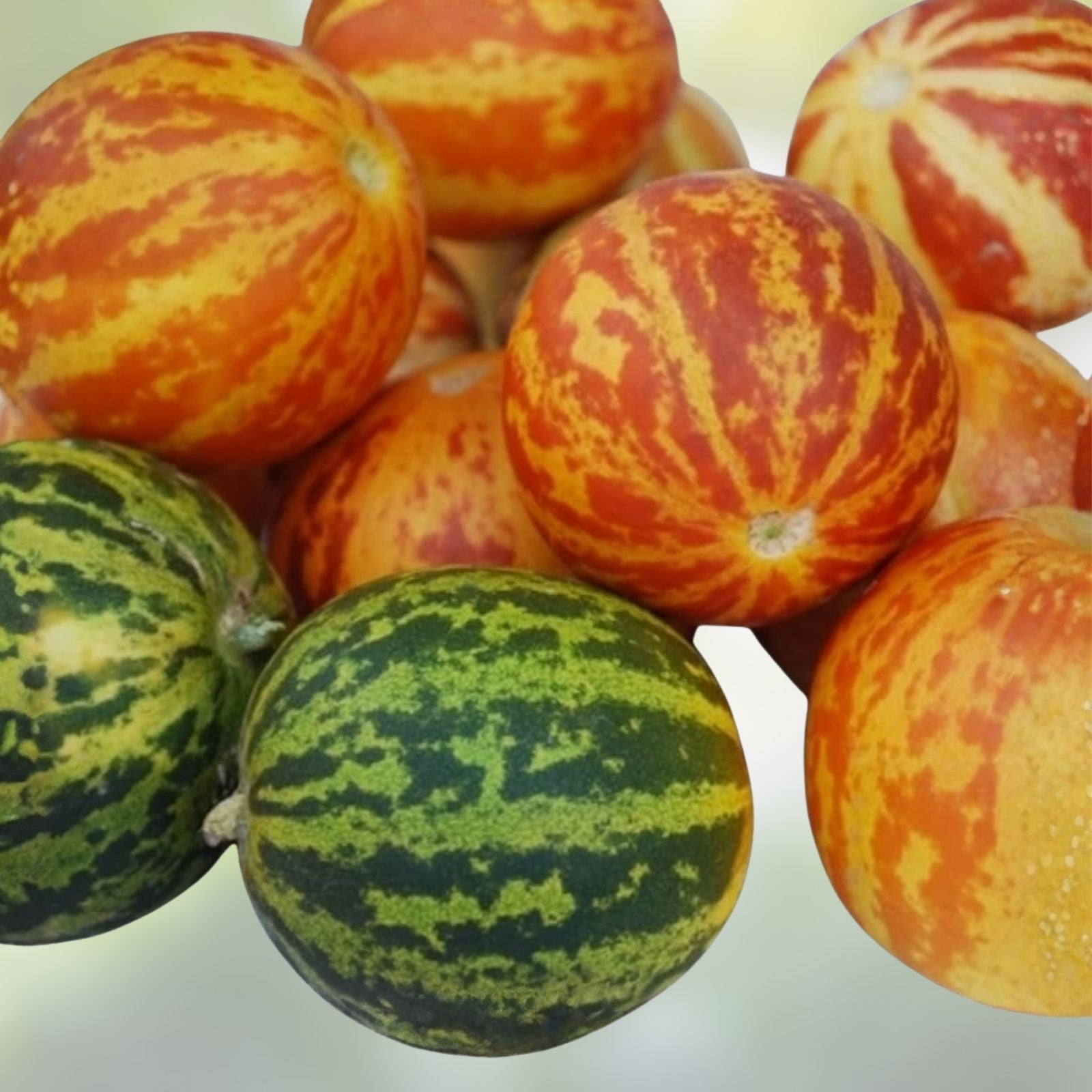 Queen Anne's Pocket Melon Seeds - 10 Heirloom Cucumis melo Fruit Seeds for Gardening and Planting