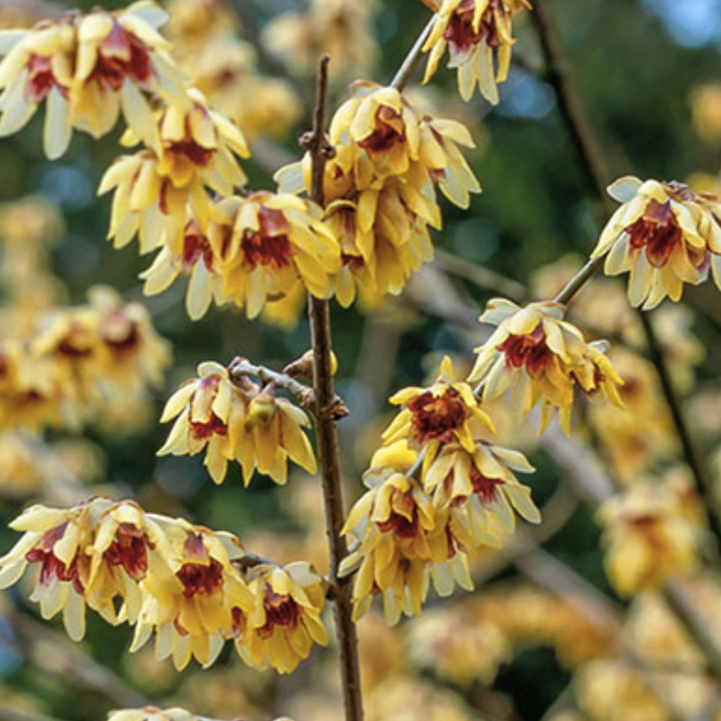 Wintersweet Seeds 10 Pack - Chimonanthus praecox - Fragrant Winter Bloomer - Easy to Grow from Seeds - Ships from Iowa, USA