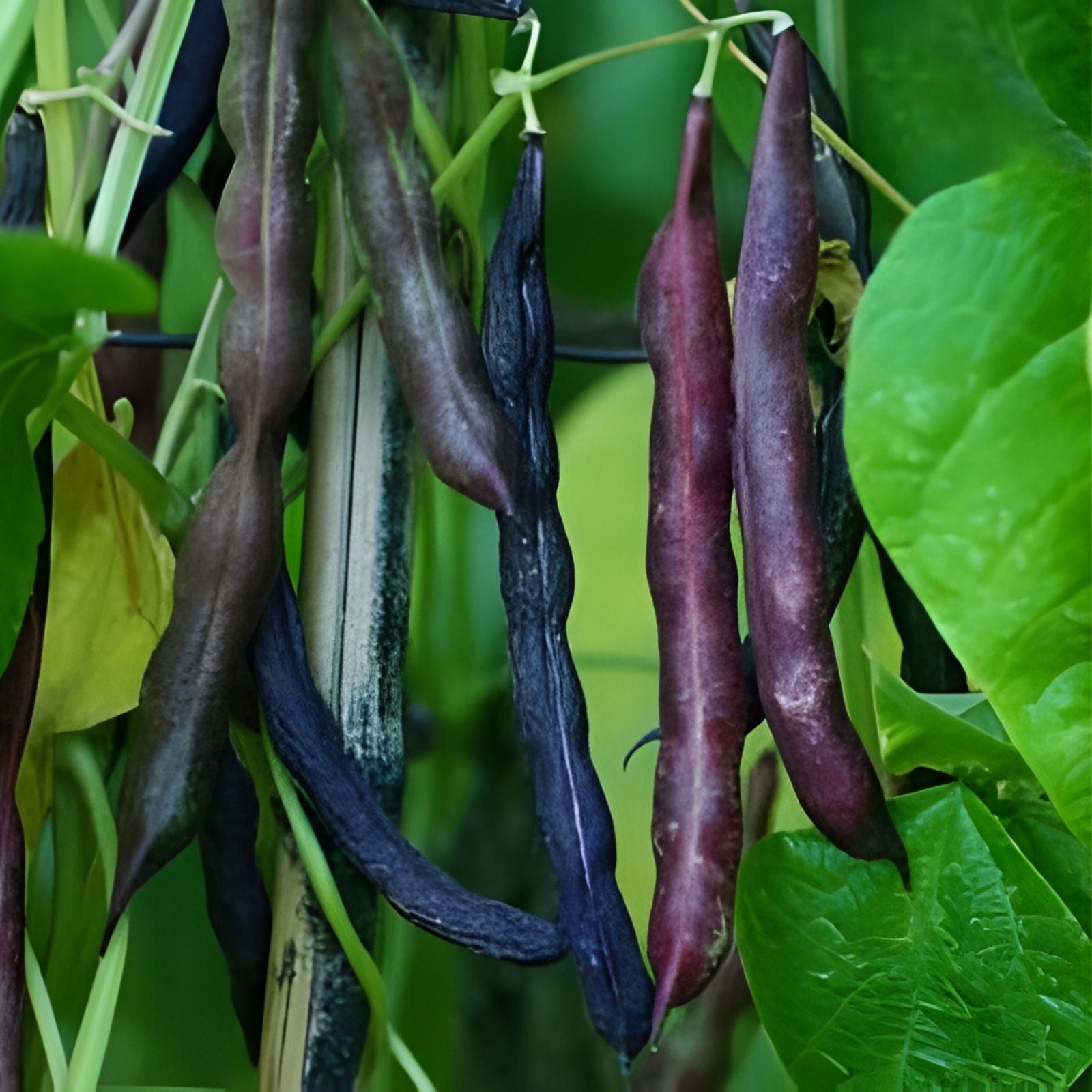 Cherokee Trail of Tears Bean Seeds - 20 Heirloom Phaseolus vulgaris Planting Seeds, Organic, Non-GMO, Edible Beans