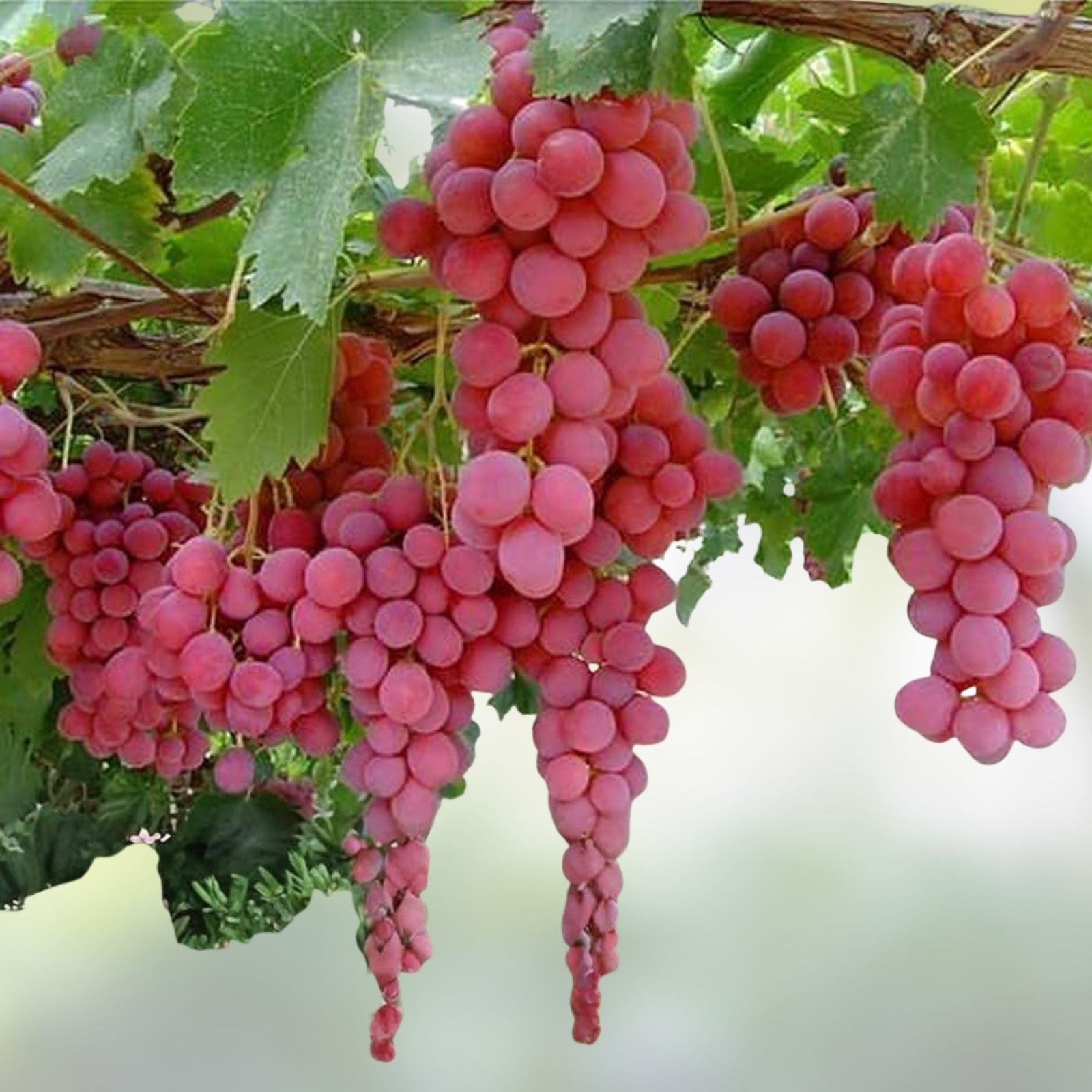 Globe Seedless Grape Vine Cuttings - Large Sweet Juicy Variety Vitis vinifera Planting Material