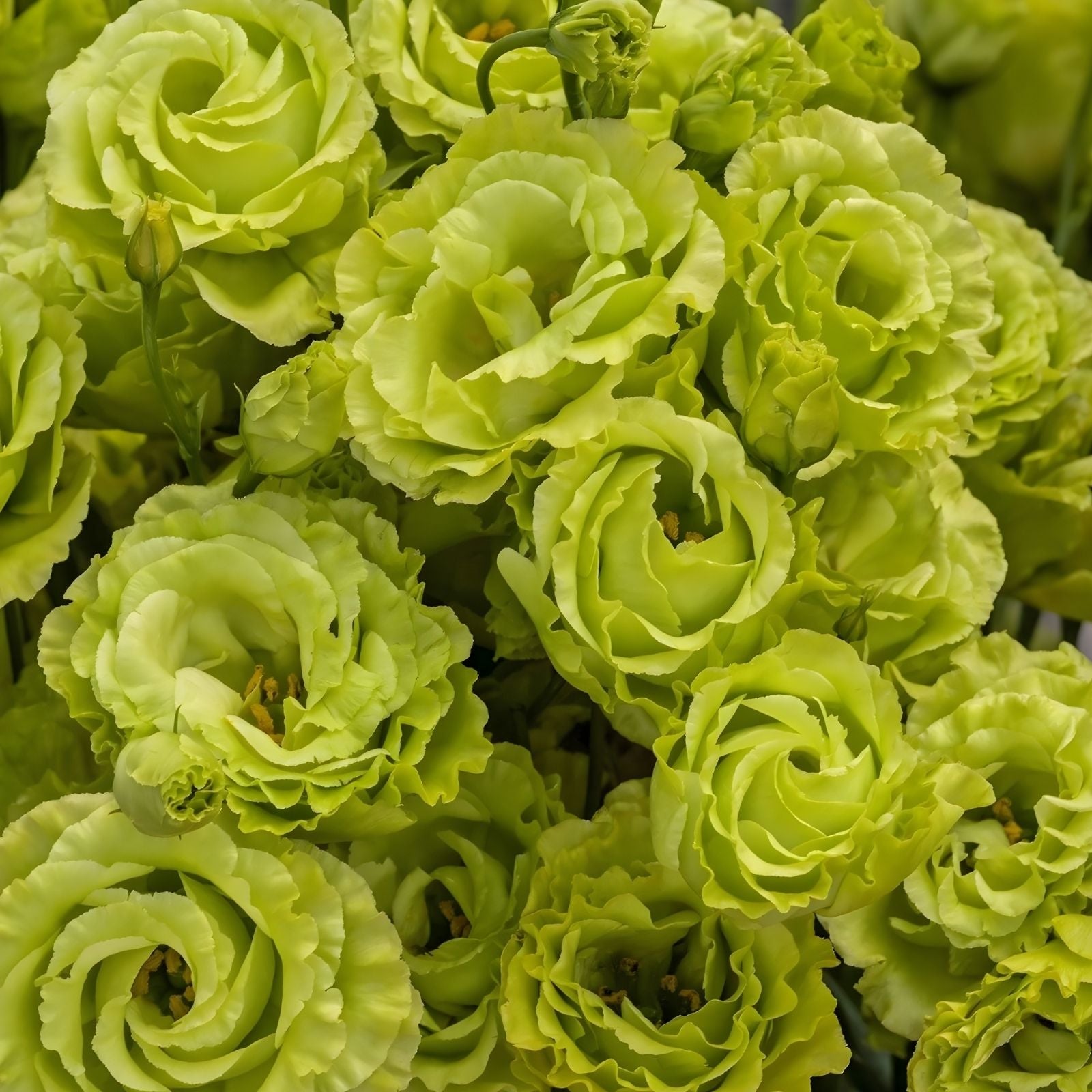 Lisianthus Flower Seeds 20 Pelleted Clear Green Rosanne Eustoma grandiflorum for Planting
