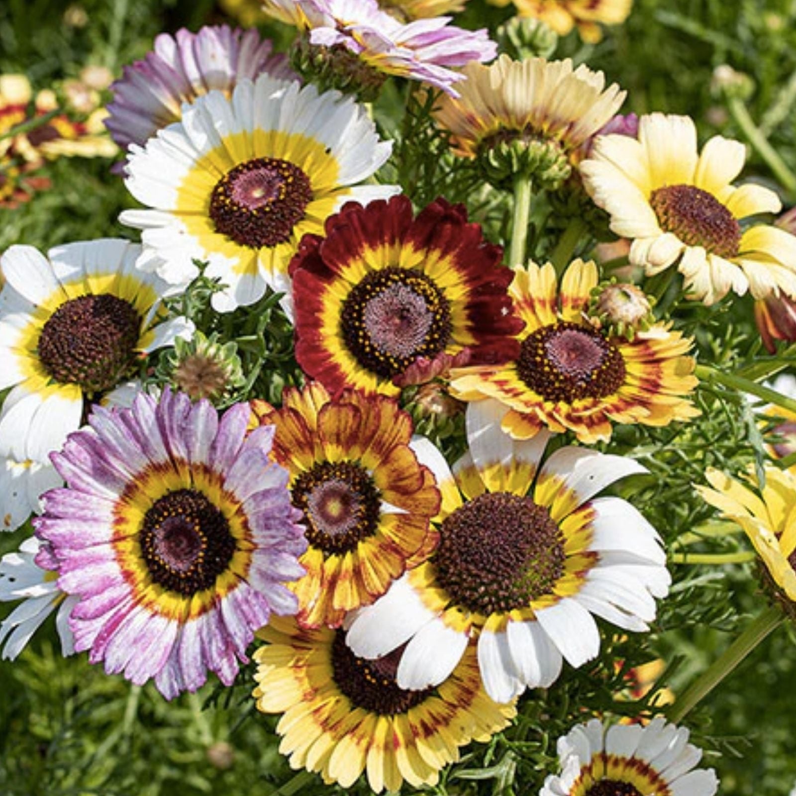 Painted Daisy Seeds 2,500 Count - Chrysanthemum Perennial Flower Seeds for Easy Garden Growth
