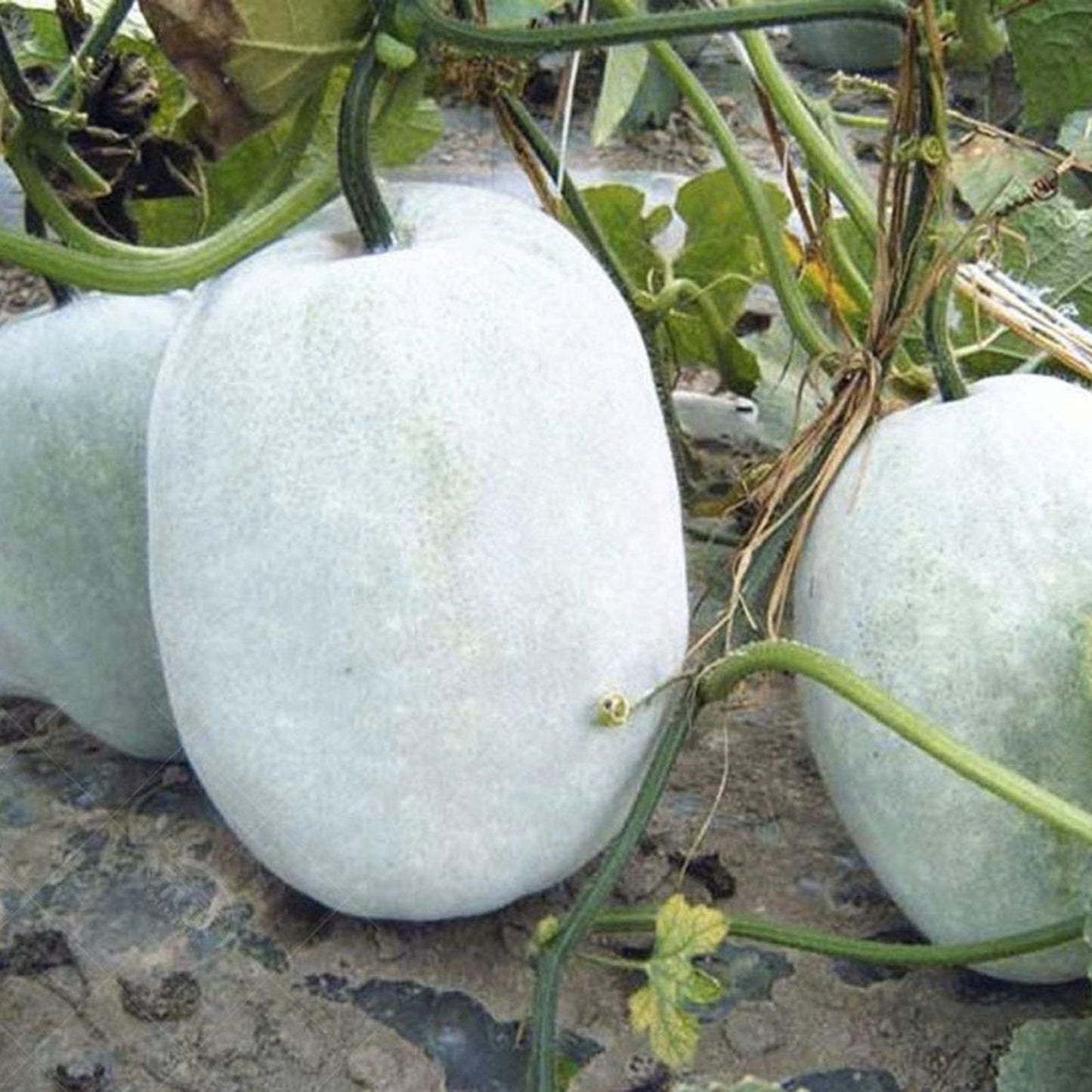 Giant Wax Gourd Seeds 10 Pack – Cucurbita maxima – Edible Winter Squash – Heirloom Vegetable Seeds from Iowa, USA