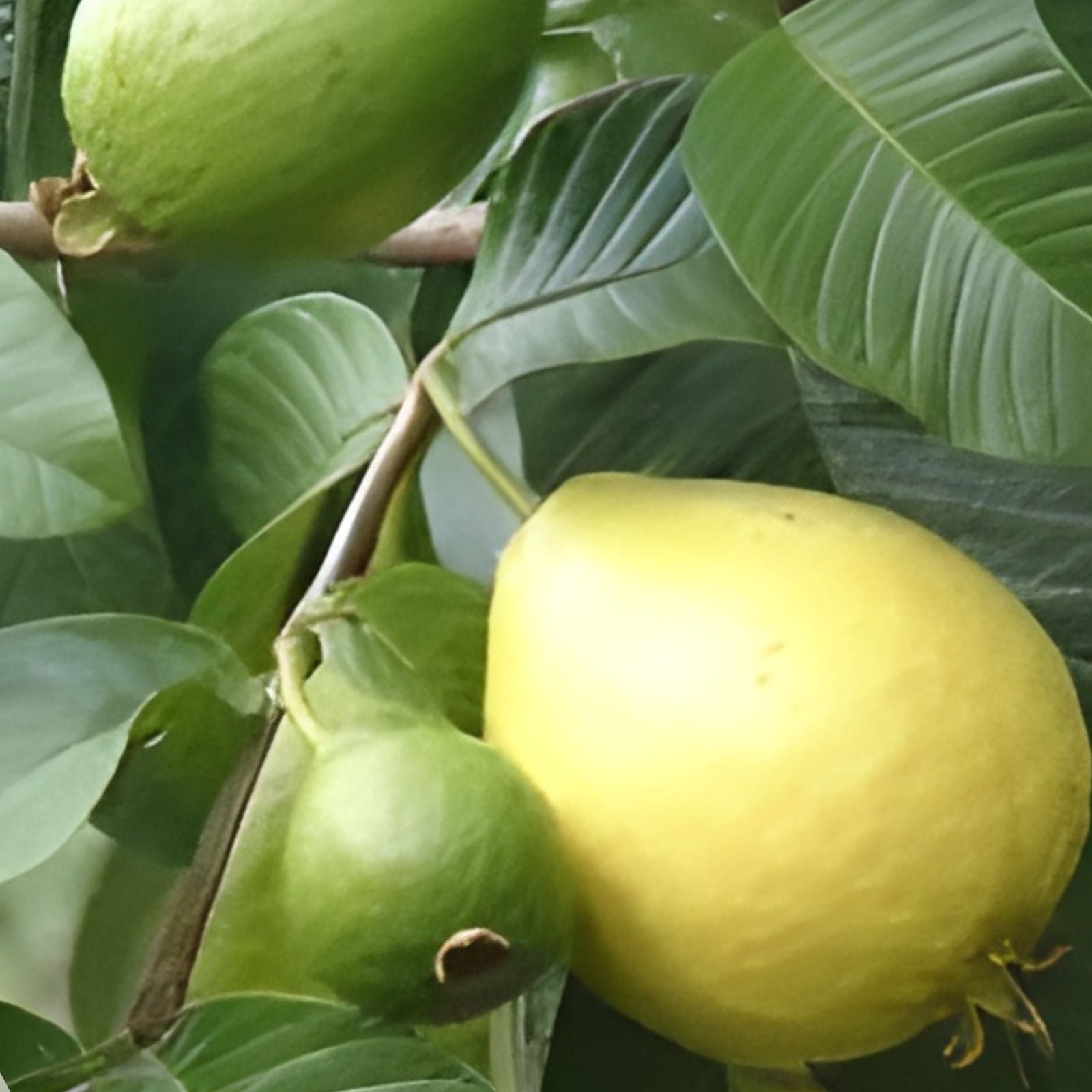 Guava Fruit Tree Seeds 100 Pack - Tropical Exotic Fruit - Psidium guajava - Edible Fruit Plant for Garden or Patio