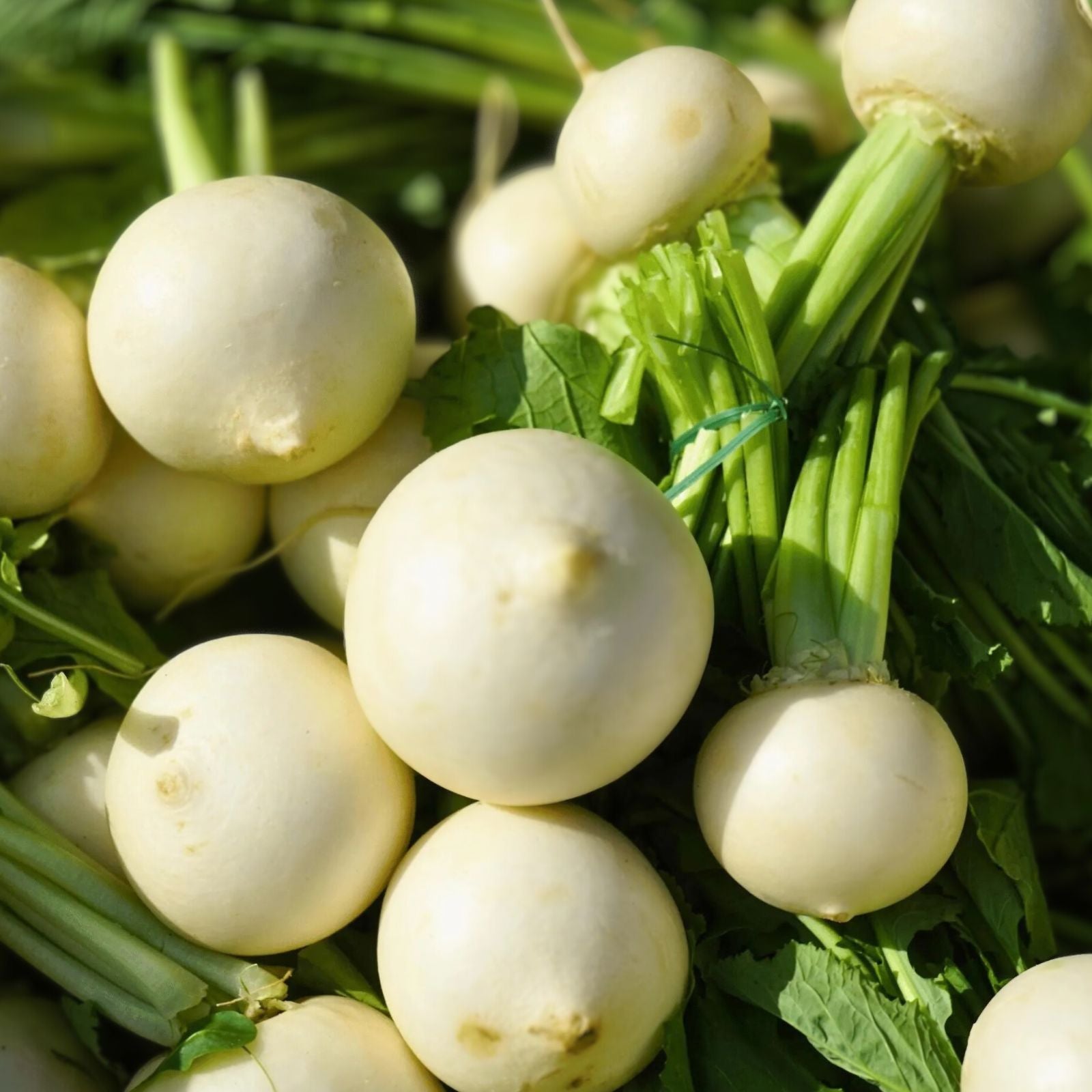 Organic Heirloom Turnip Seeds White Egg Variety Non-GMO 50+ Seeds for Vegetable Gardening Home Garden