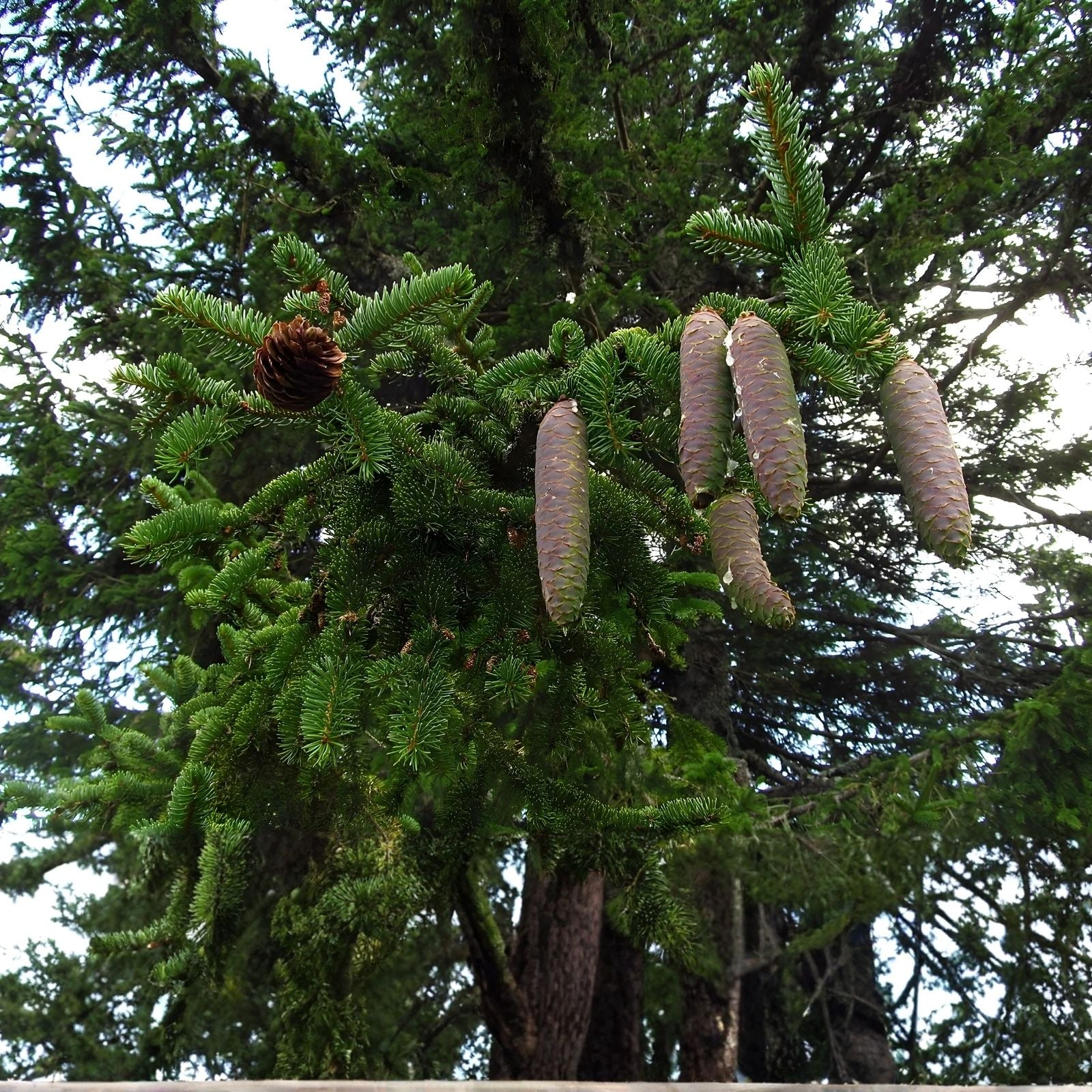 Norway Spruce Tree Seeds - 50 Seeds - Evergreen Conifer - Picea abies - Garden, Landscaping, Ornamental Tree Seeds