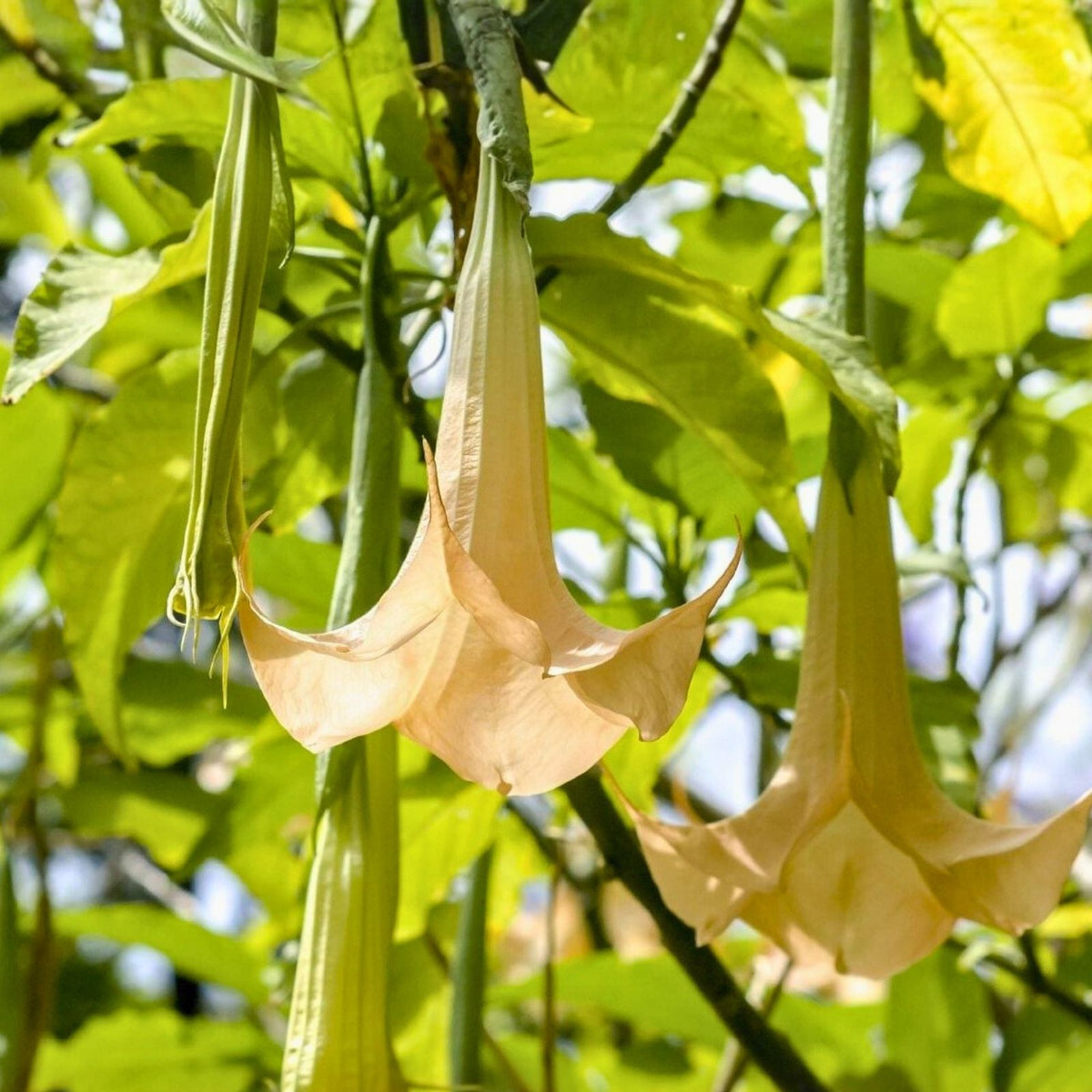 Rooted Angel Trumpet Cuttings 7" | Brugmansia Yellow, Pink, White Flowers for Gardens & Containers