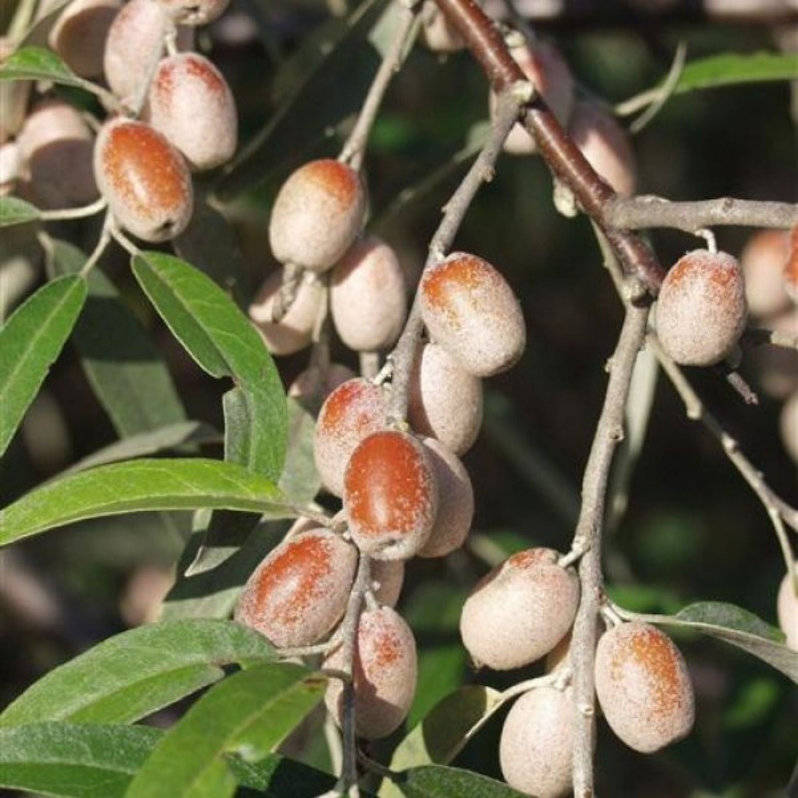 Silverberry Cuttings - 7 Fresh Rootless Elaeagnus angustifolia Propagation Planting Material