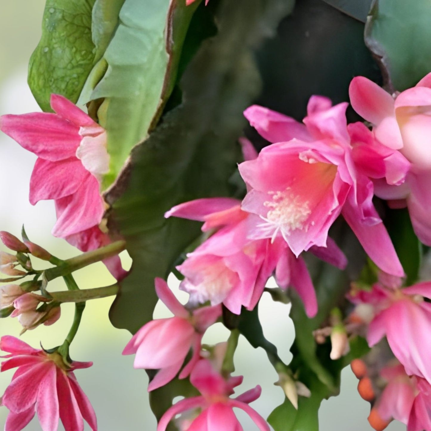 Rare Orchid Cactus Live Plant 6" German Empress Epiphyllum Rooted Succulent Houseplant