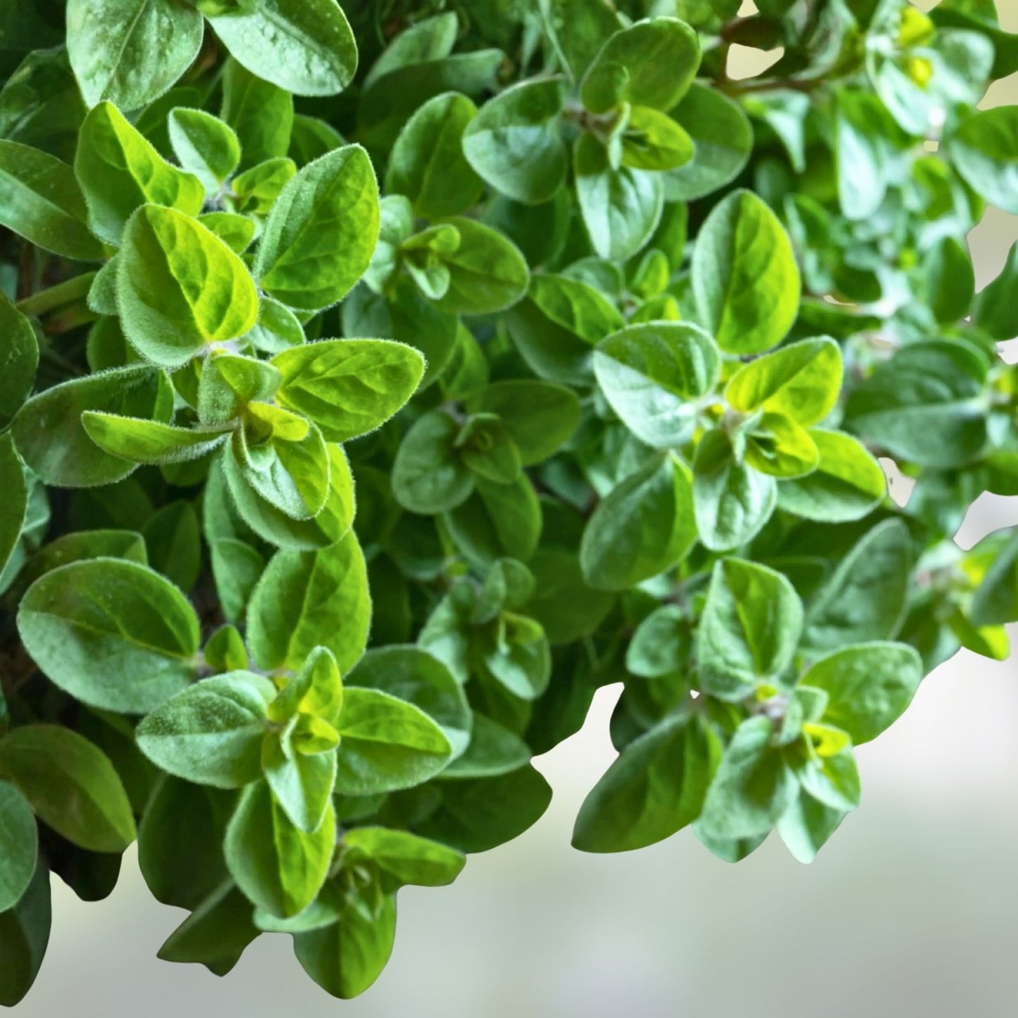 Italian Oregano Herb Seeds, Heirloom, Culinary Herb, 20+ Seeds, Origanum vulgare subsp. hirtum