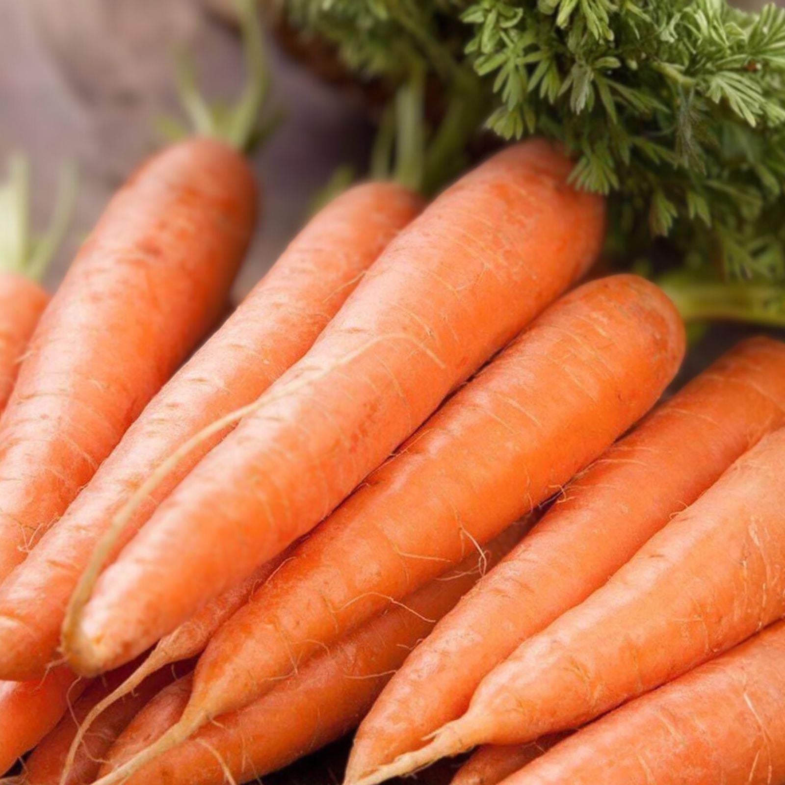 Scarlet Nantes Carrot Seeds – Heirloom, Non-GMO, 1000+ Seeds for Home Gardening – Daucus carota, Organic Vegetable Seeds