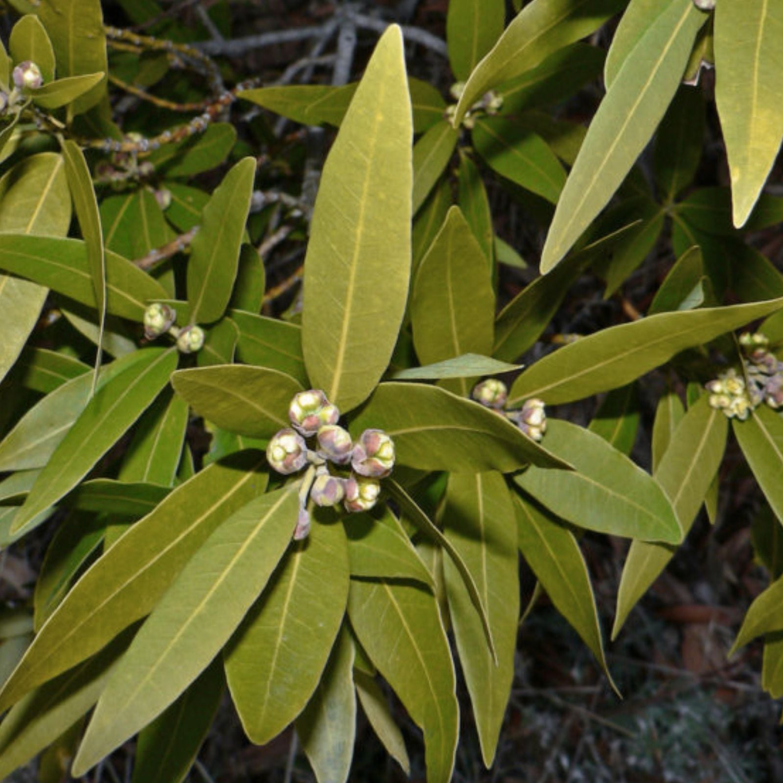 Bay Leaf Willow Cuttings 2 Pack – Salix pentandra Rare Willow Tree for Gardening and Landscaping