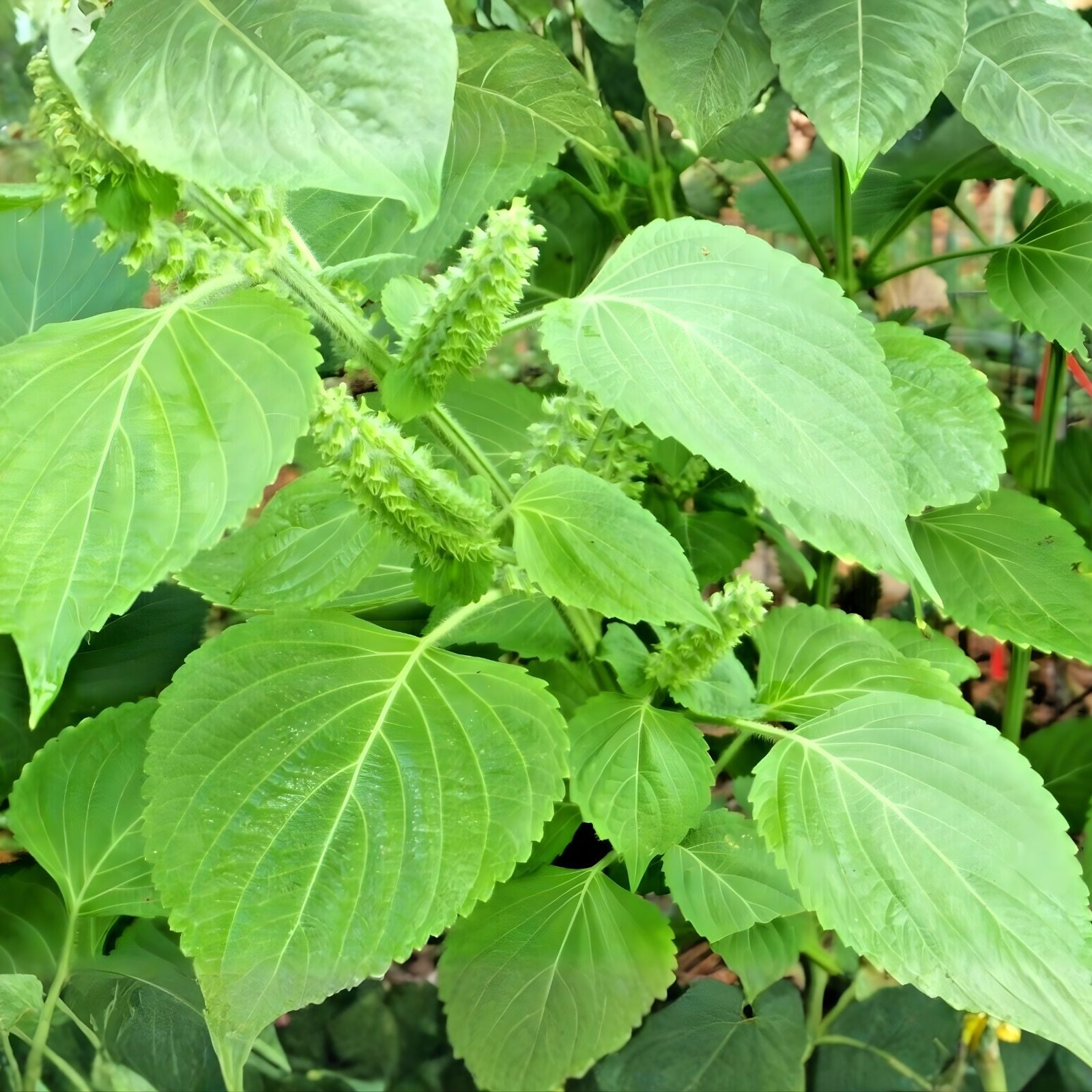 Korean Shiso Seeds - 30+ Perilla Seeds - Culinary Herb for Cooking & Garnish - Perilla frutescens - Edible Leaf Plant