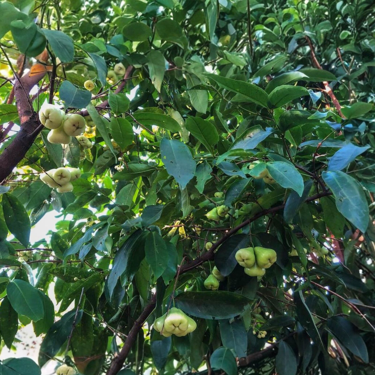 Wax Jambu Tree 2-3 Feet Green Airlayered Syzygium samarangense - Potted Plant with Soil for Sale