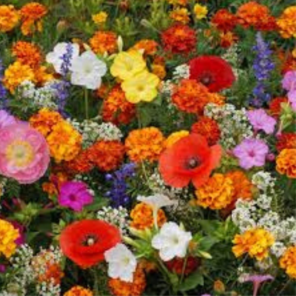 Deer Resistant Wildflower Seed Mix 200 Seeds Organic Non-GMO USA Native Flowers