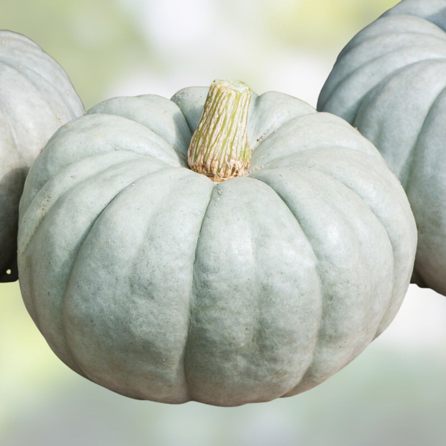 Blue Jarrahdale Pumpkin Seeds 100 Count | Edible Cucurbita maxima | Live Planting Seeds for Growing | Blue Pumpkin Starter Plant