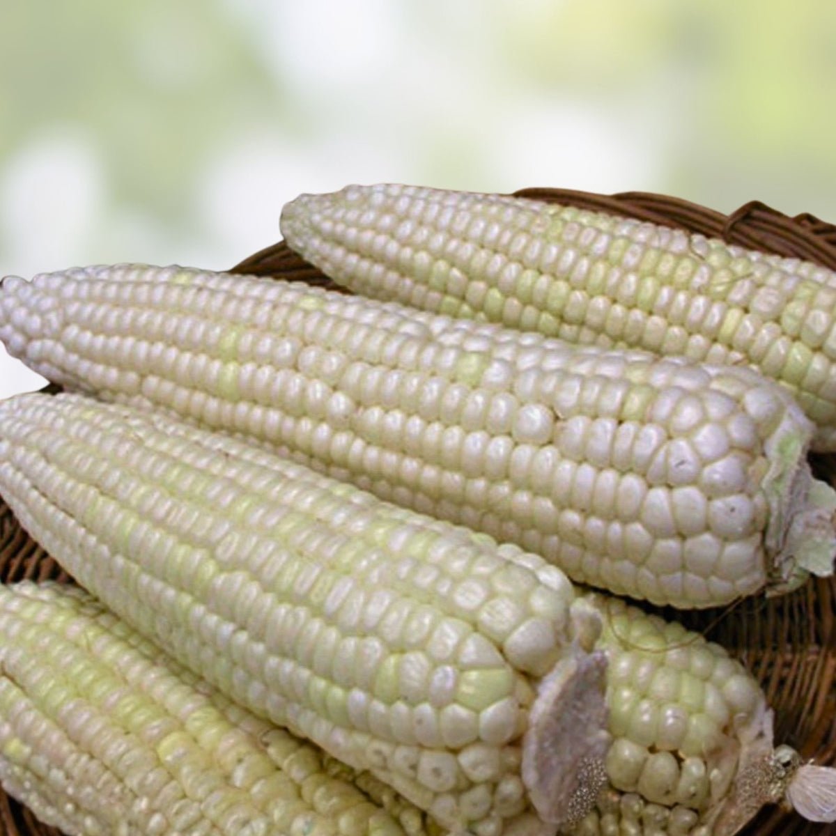 White Corn Seeds - Stowell's Evergreen Heirloom - 20+ Seeds - Sweet Zea mays - Non-GMO, Organic, Heirloom Corn Seeds