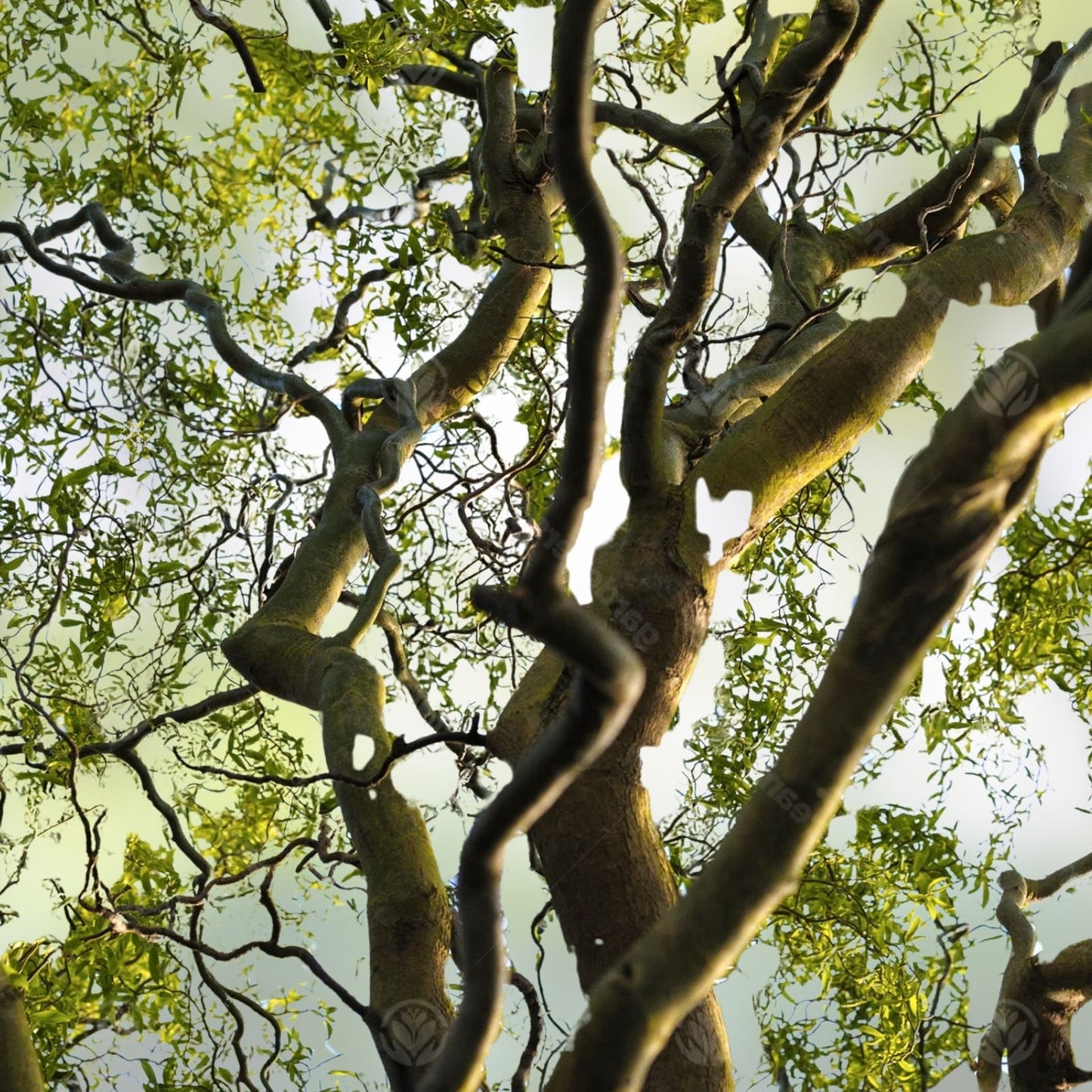 Corkscrew Willow Tree Cuttings 2 Pack Live Branches with Curled Leaves Salix babylonica 'Tortuosa'