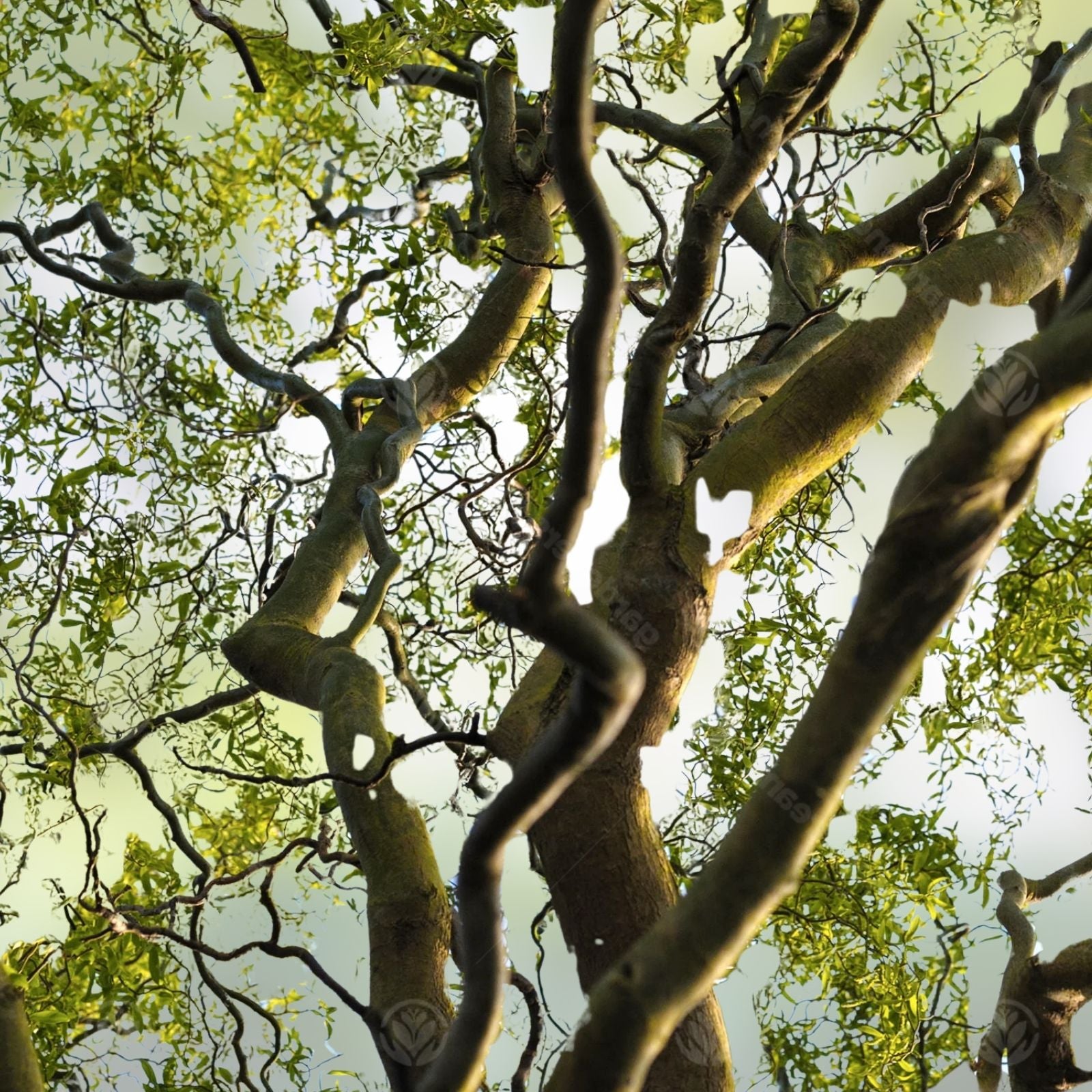 Corkscrew Willow Tree Cuttings 2 Pack Live Branches with Curled Leaves Salix babylonica 'Tortuosa'