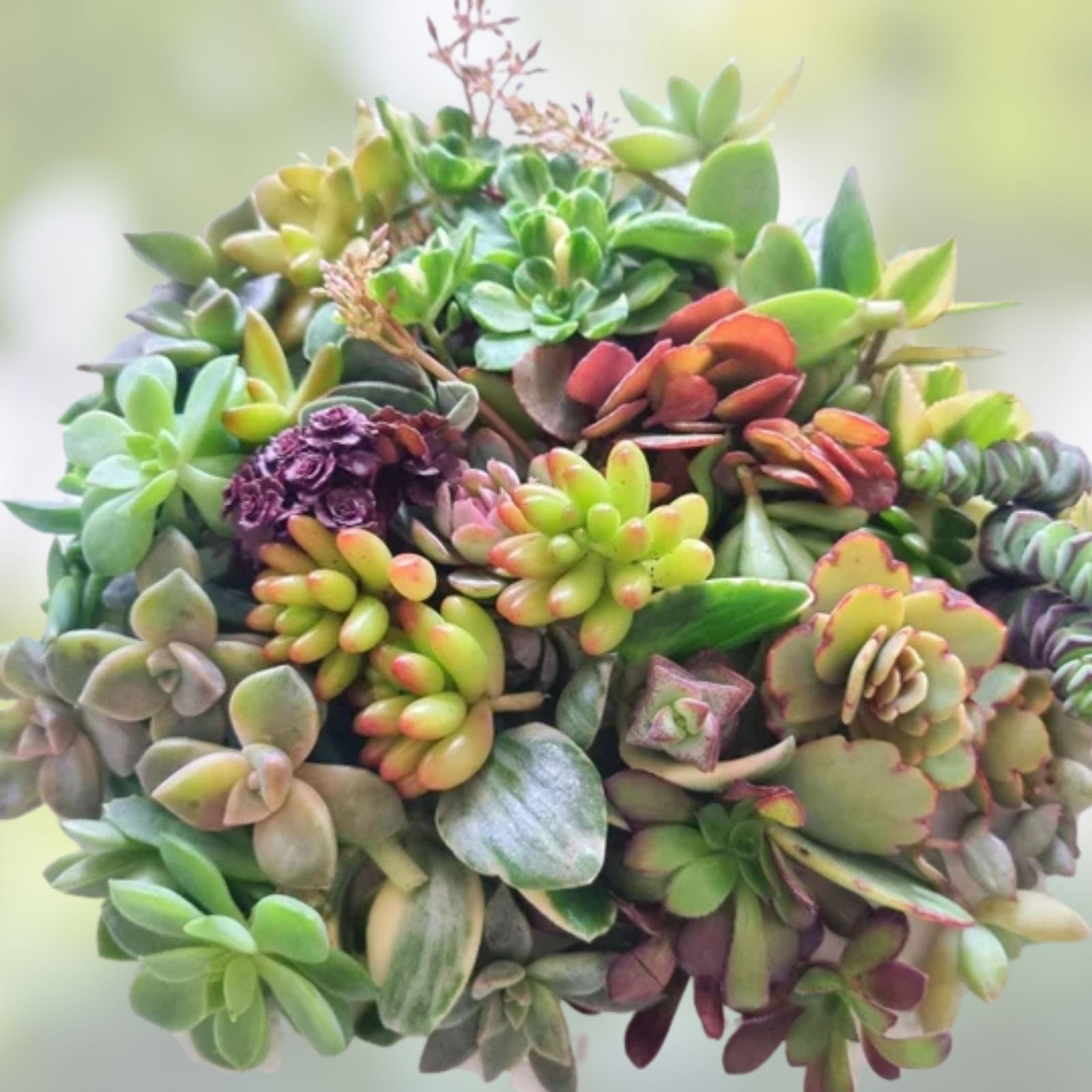 Fresh Succulent Cuttings Set of 15 Varieties – Organic Plant Clippings for DIY Home Decor and Plant Projects