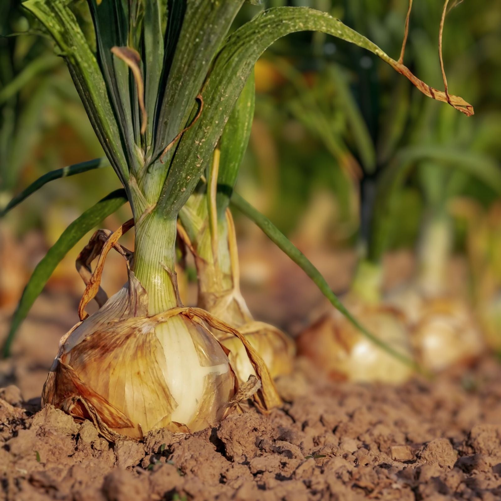 Texas Early Grano Onion Seeds, Heirloom Vidalia Type, Allium cepa, 25+ Seeds for Gardening and Planting