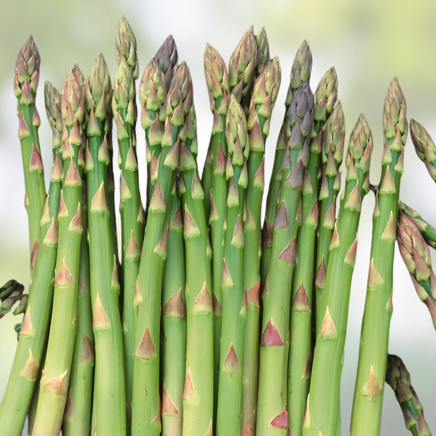 Mary Washington Asparagus Seeds - 100 Organic Heirloom Seeds - USA Grown - Asparagus officinalis