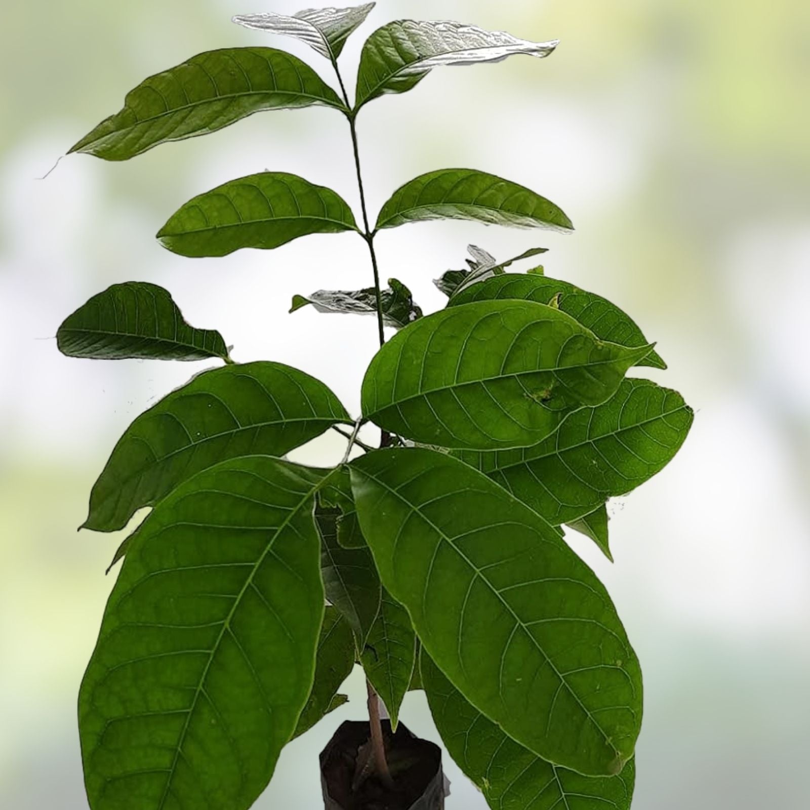 Rich Mahogany Tree Seeds 5 Pack Swietenia macrophylla Premium Quality for Planting and Sustainable Lumber
