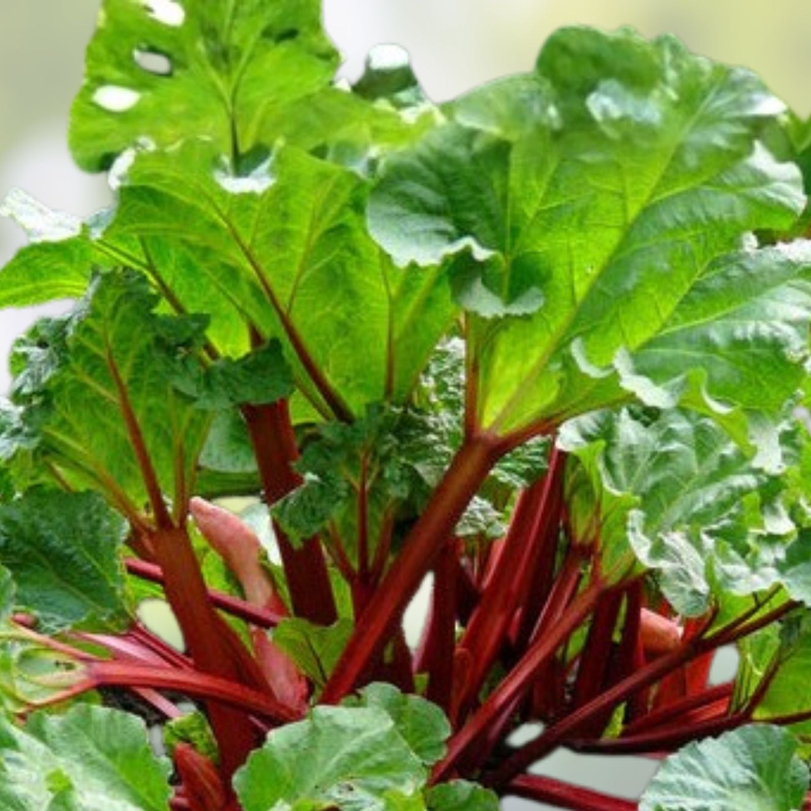 Victoria Rhubarb Crown Division - Live Bare Root Plant - Edible Perennial Vegetable - Rheum x hybridum