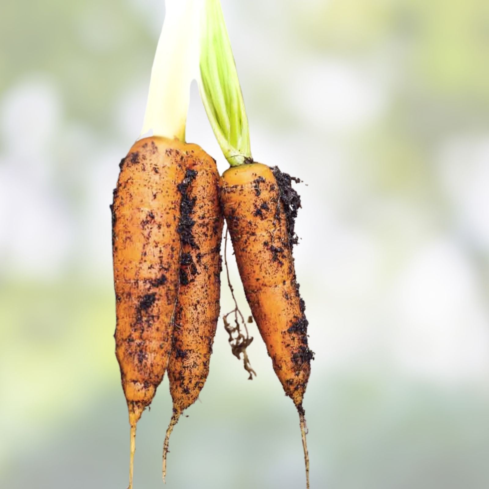 Bulk Carrot Seeds 1250+ Microgreen Vegetable Seeds for Sprouting Daucus carota